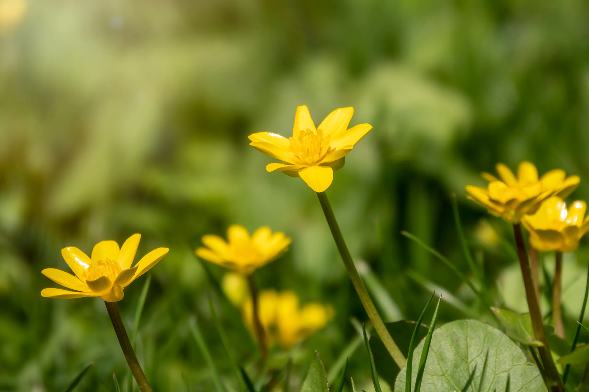One of the first spring wildflowers, Lesser Celandine. 