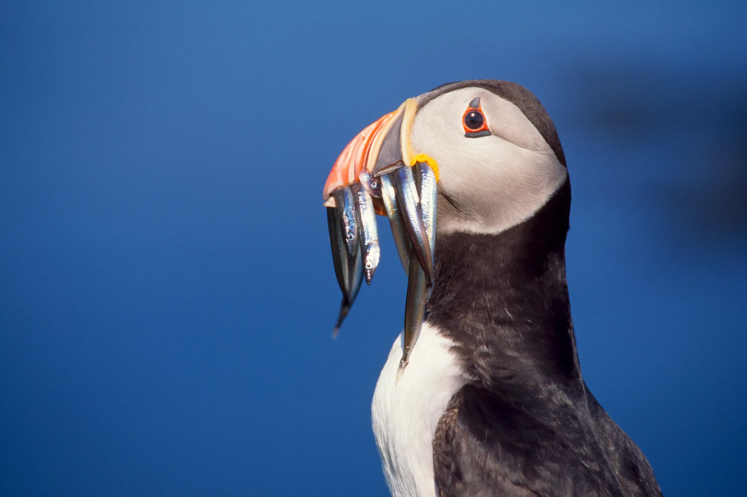 A Puffin with sandeels in its beak
