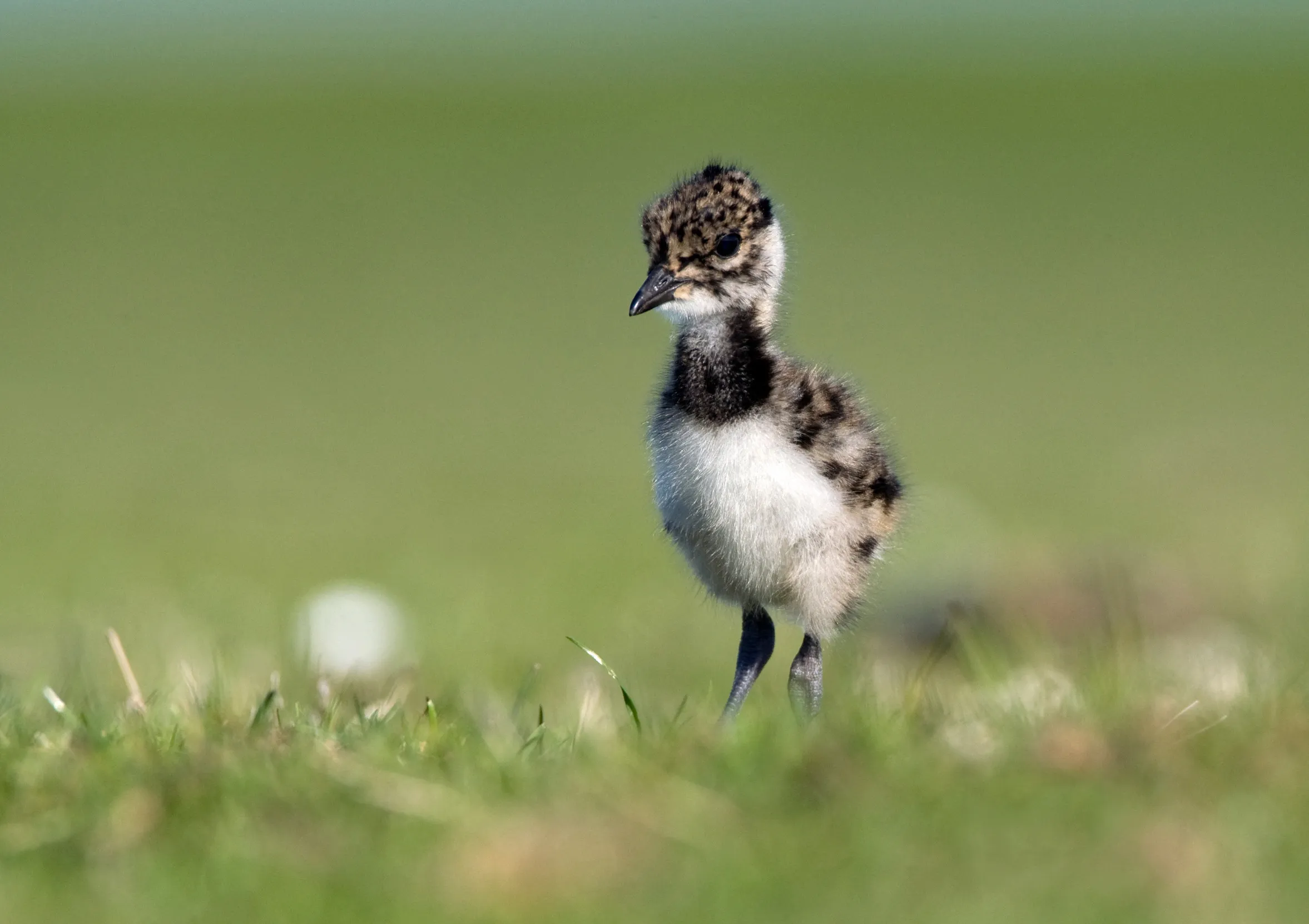 A lone Lapwing chick stood in a meadow.