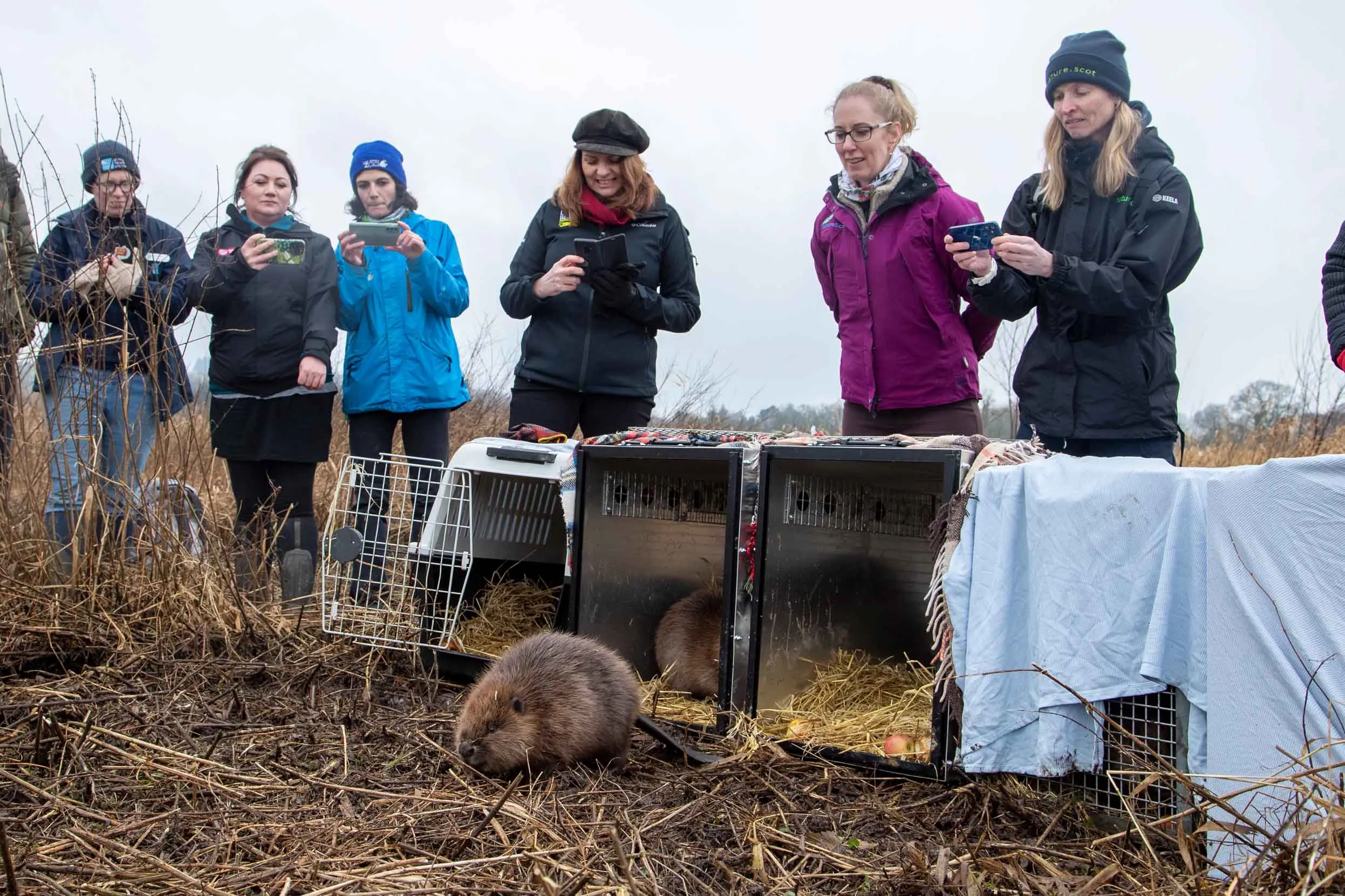 A group of people helping to release Beaver kits out of their carriers into the Loch Lomond.