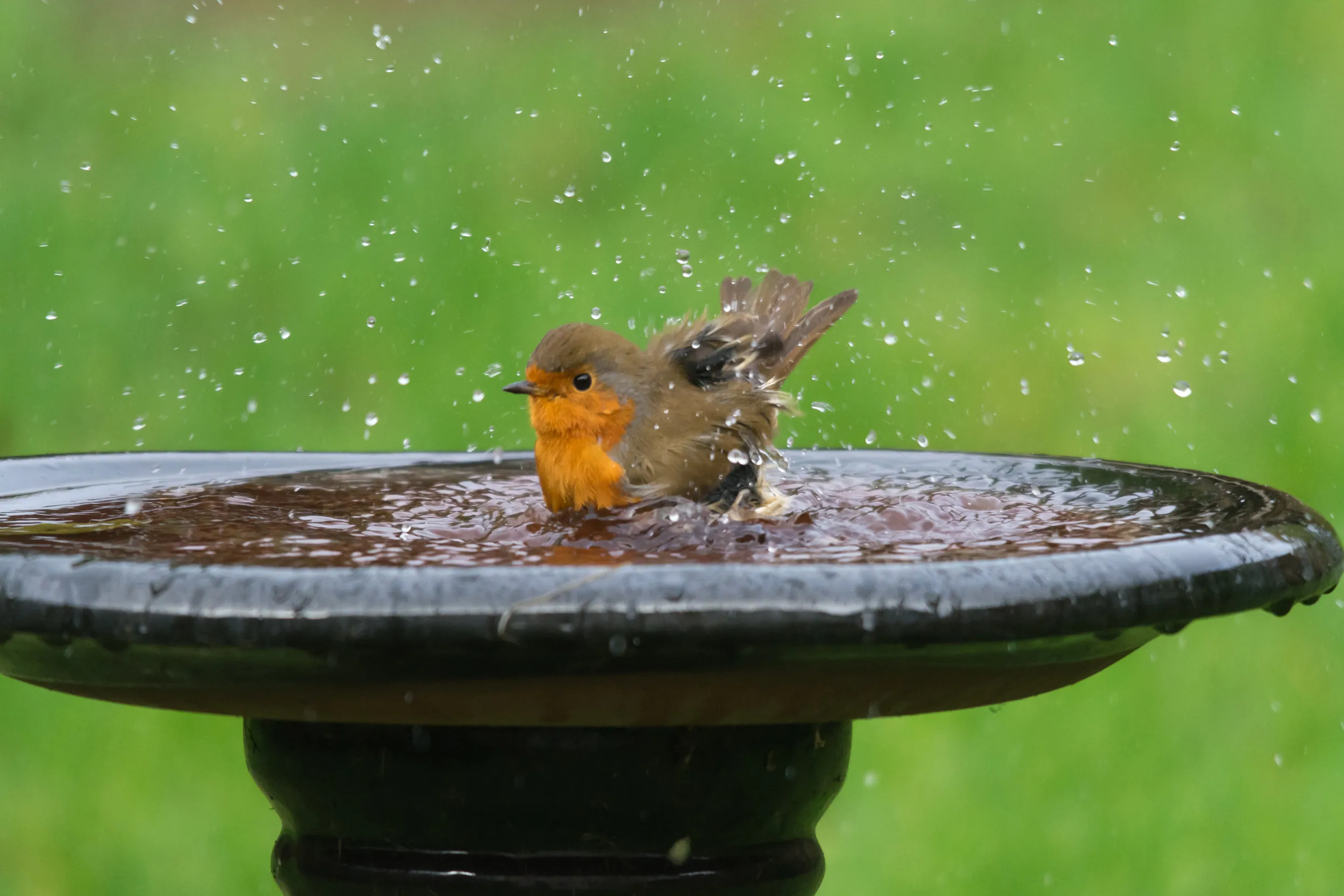 A Robin bathing in a birdbath.