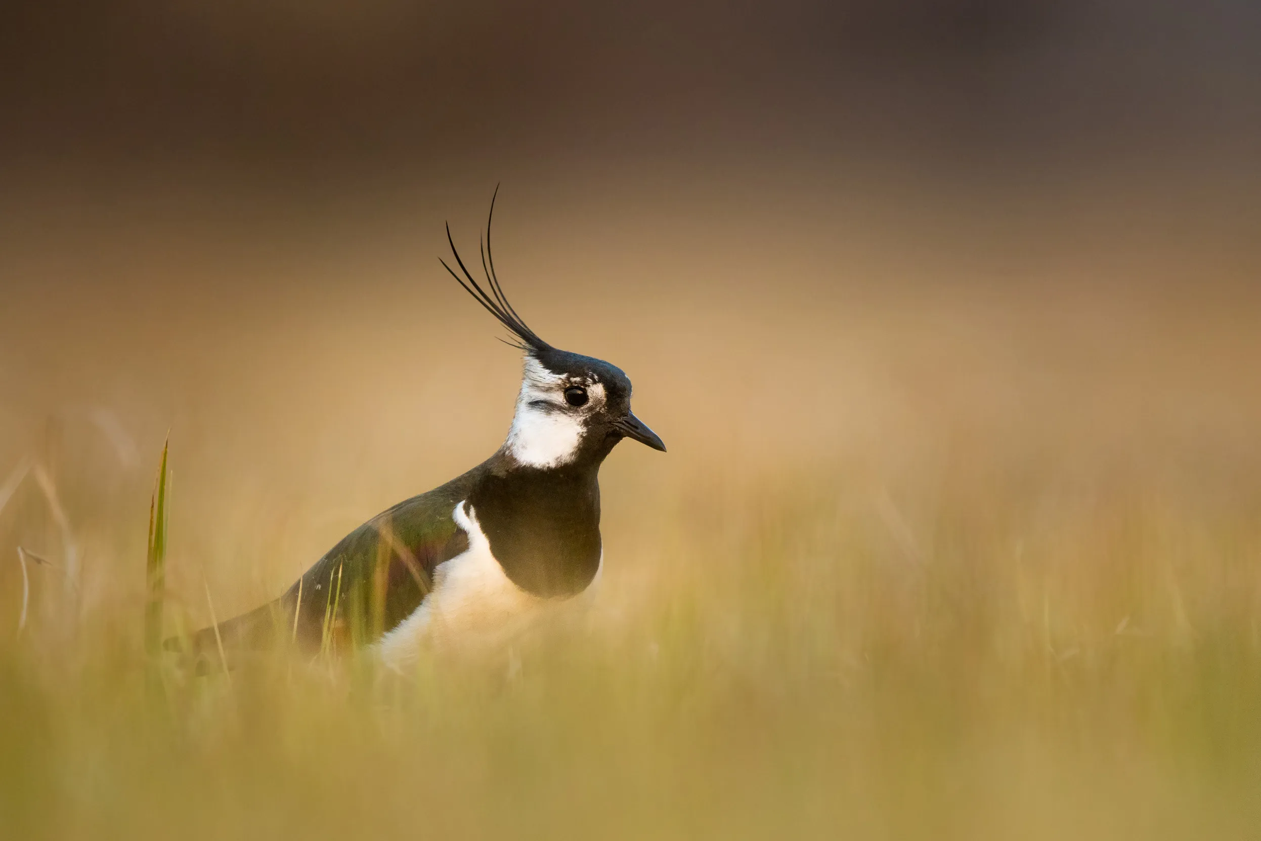 Lone Lapwing, stood in long grass