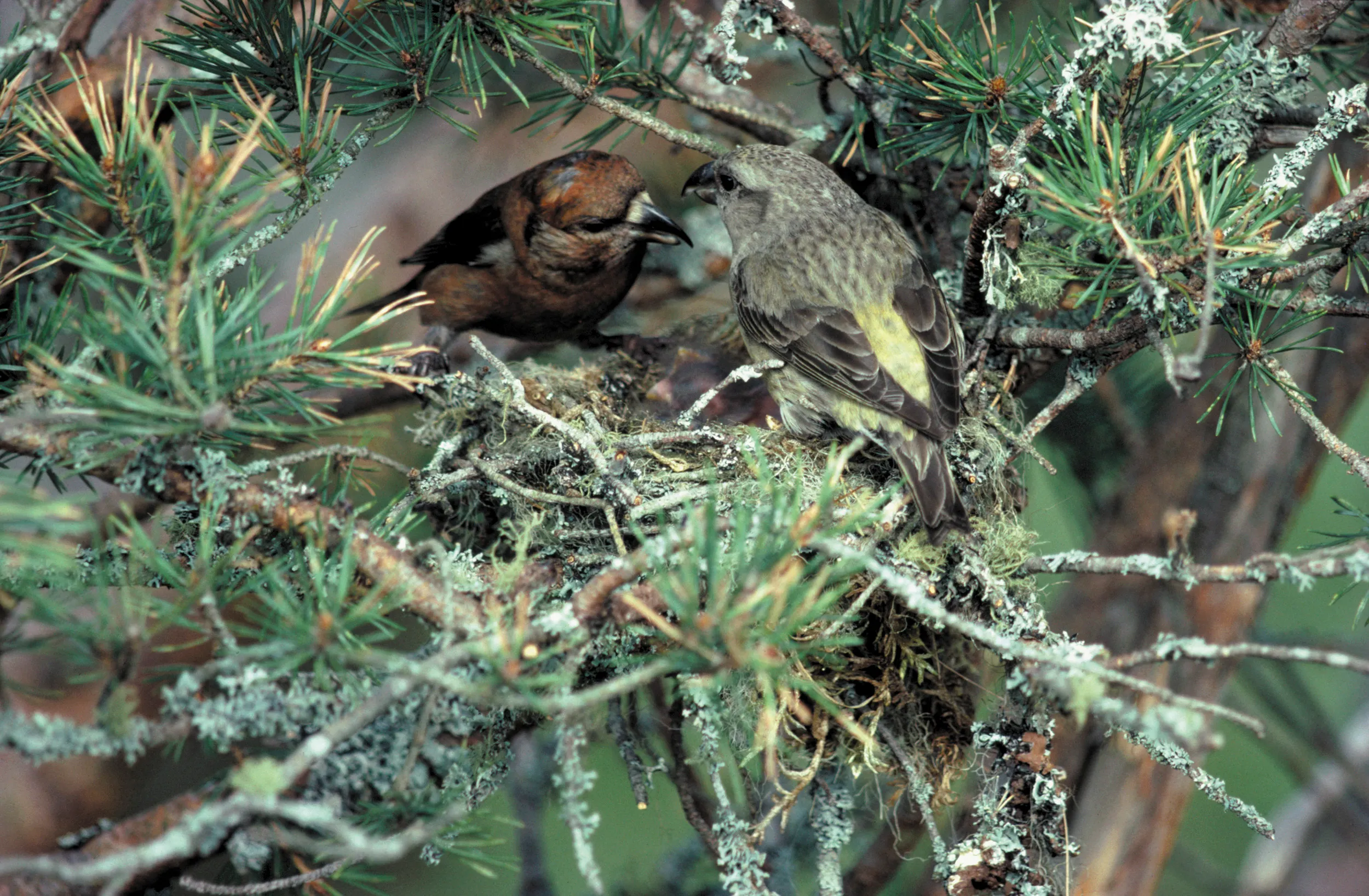 Two Scottish Crossbills, one male and one female perched in a tree.