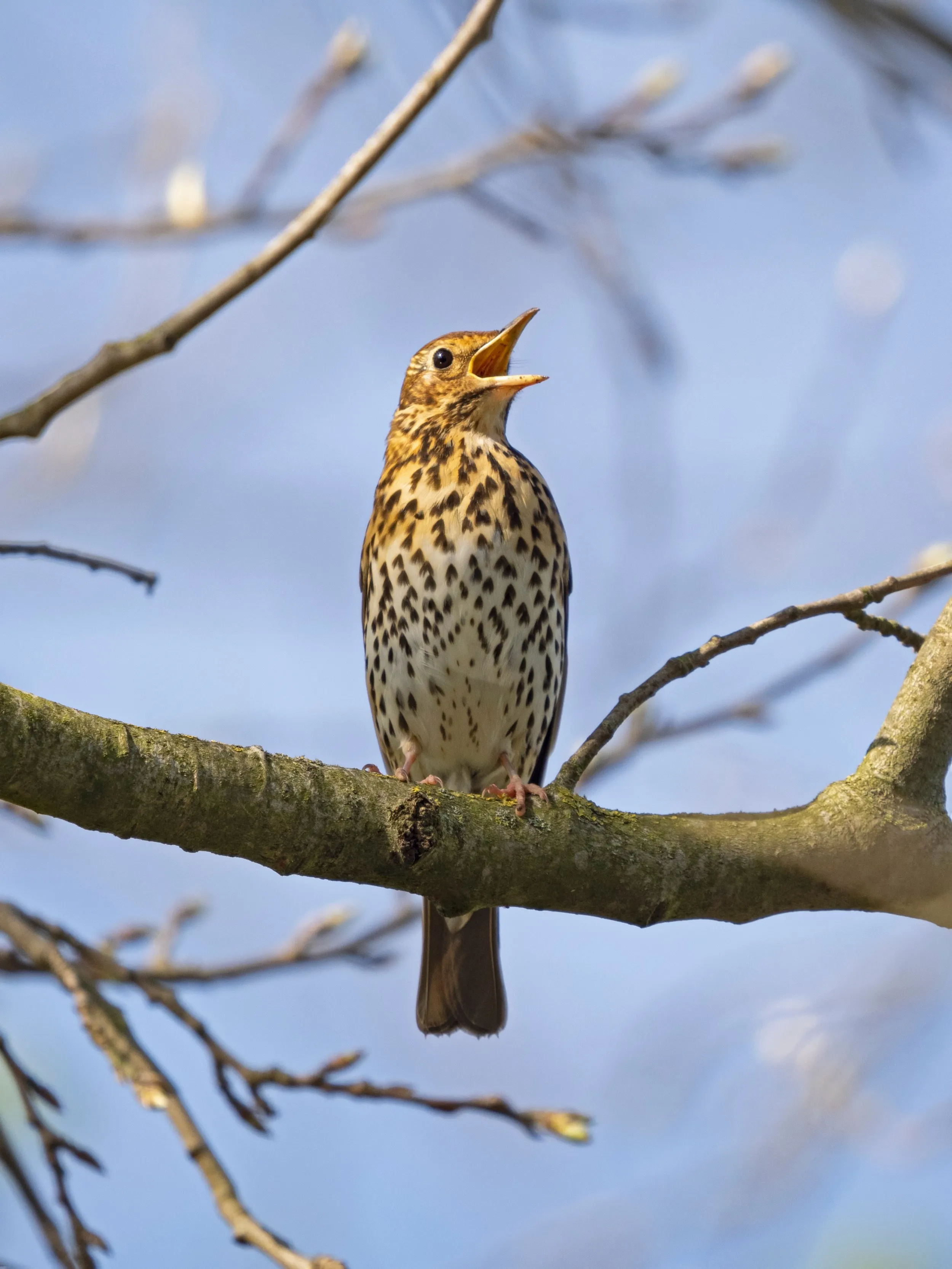 A Song Thrush singing from a tree. 