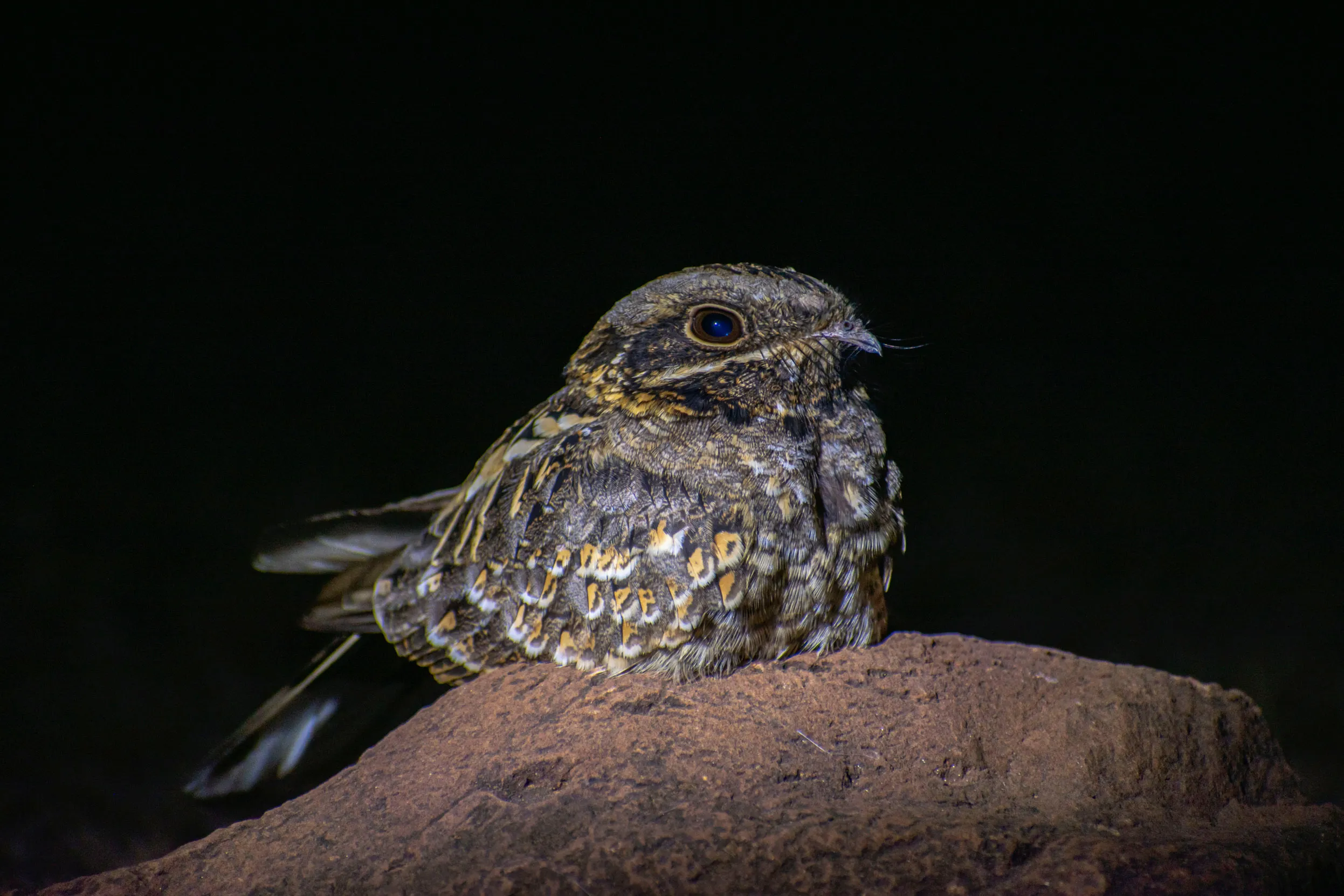 Against a black background a lone Nightjar is perched on a dusty rock.