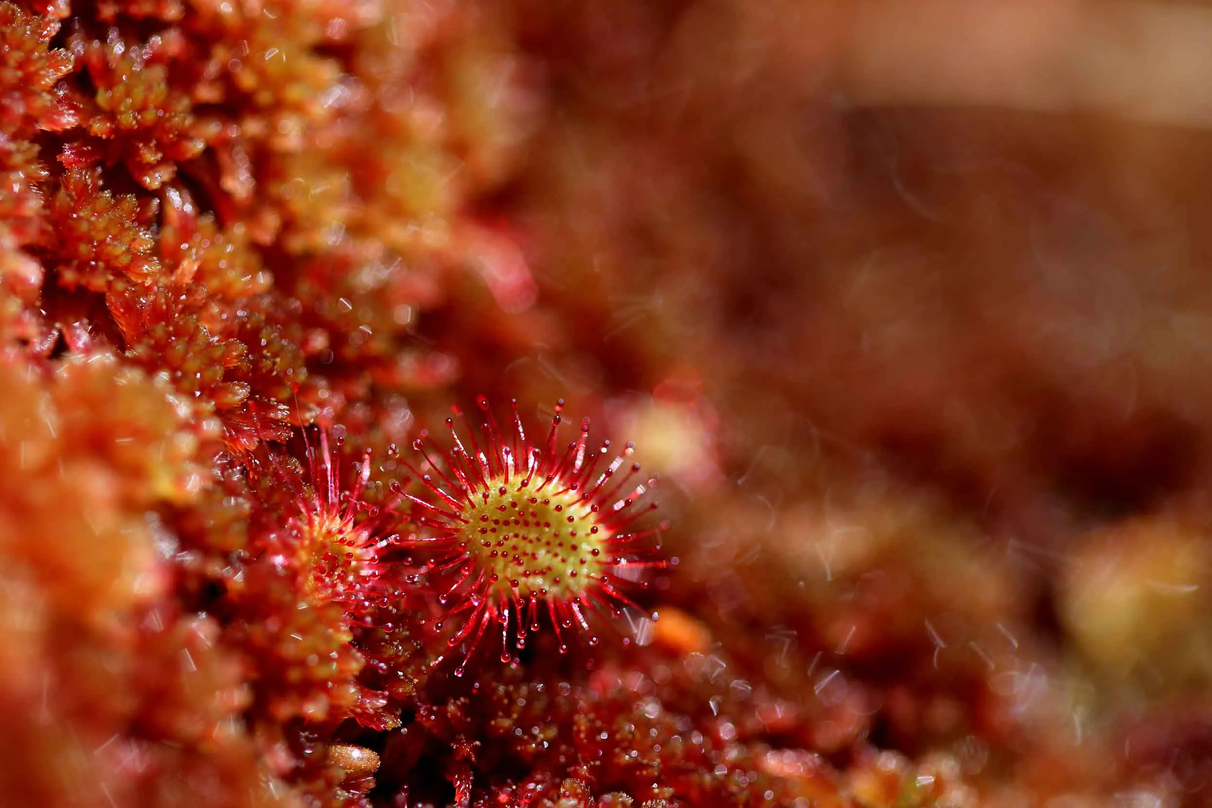 A patch of pinkish-red moss with two Common Sundew flowers also growing.