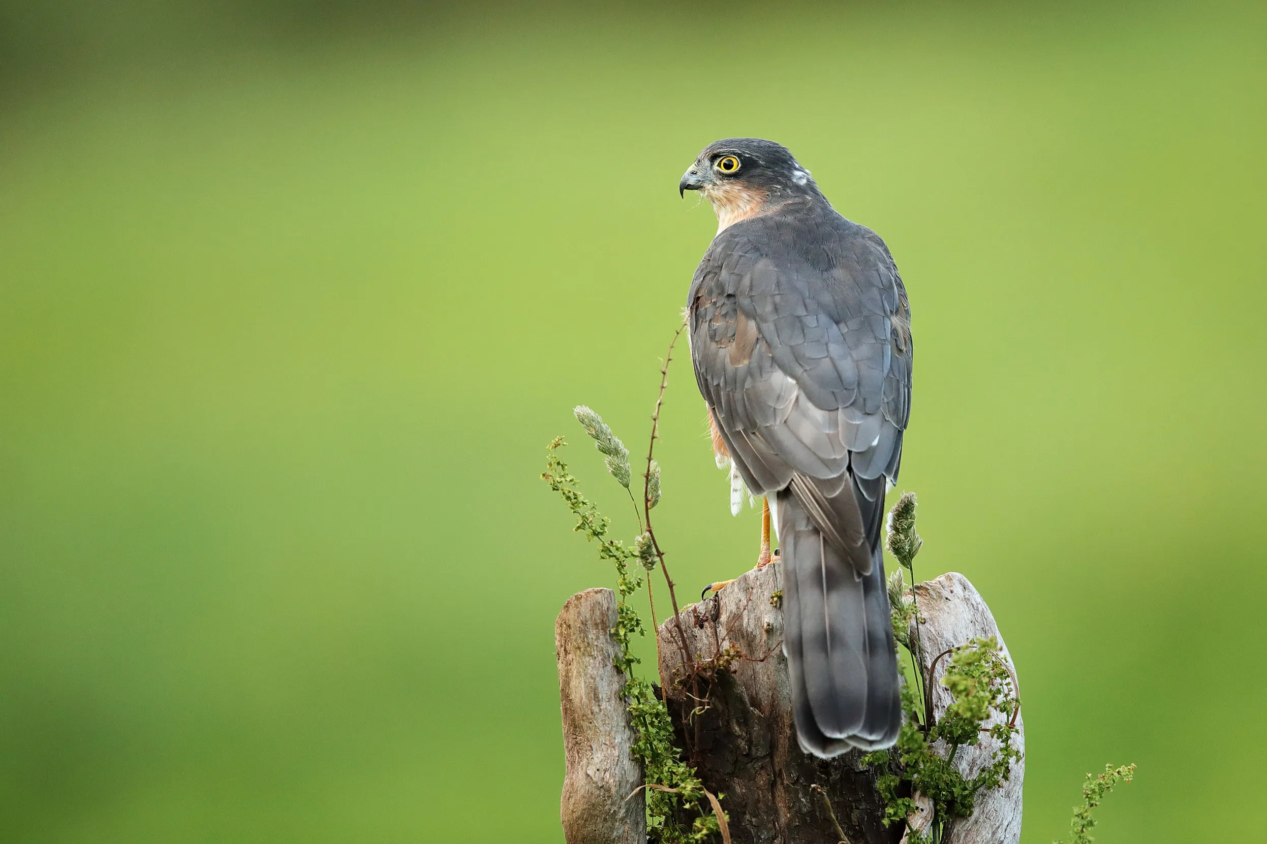 A lone male Eurasian Sparrowhawk perched with their back to the camera on a moss covered tree trunk.