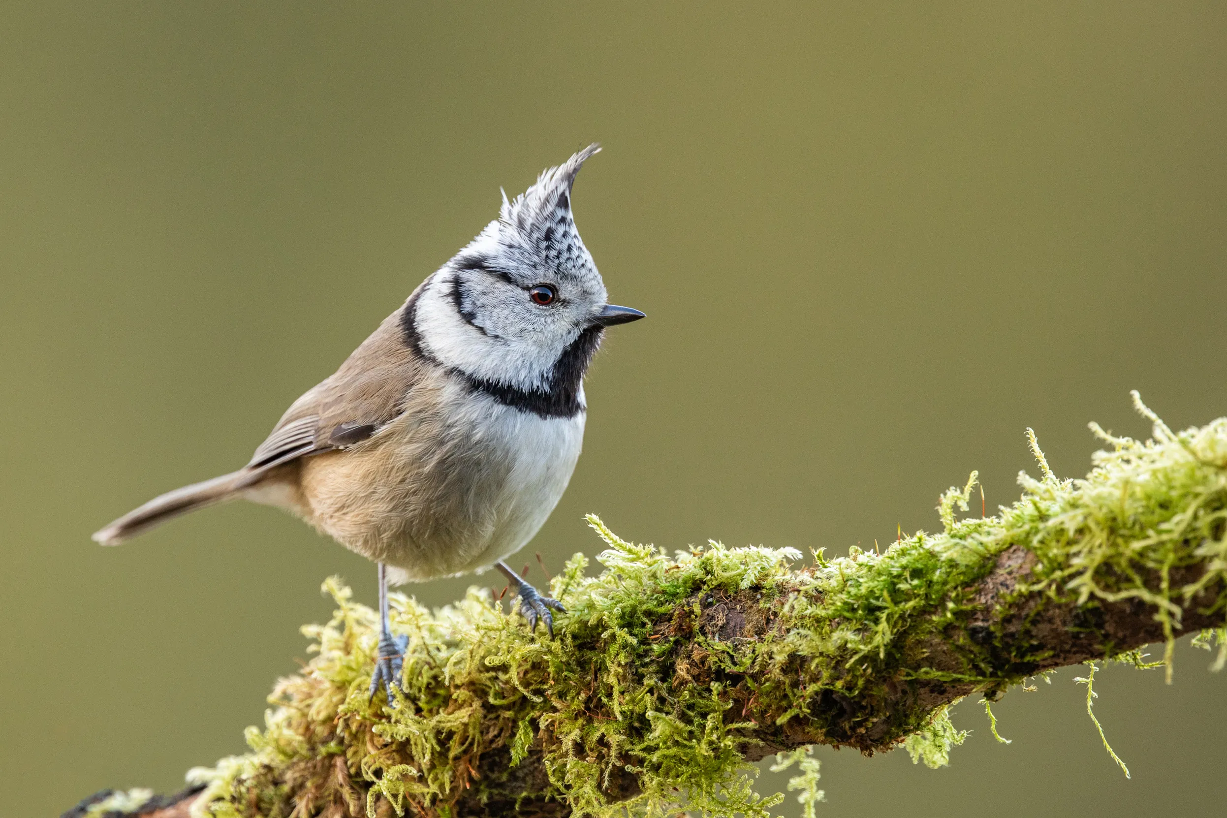 A lone Crested Tit perched on a moss covered branch.