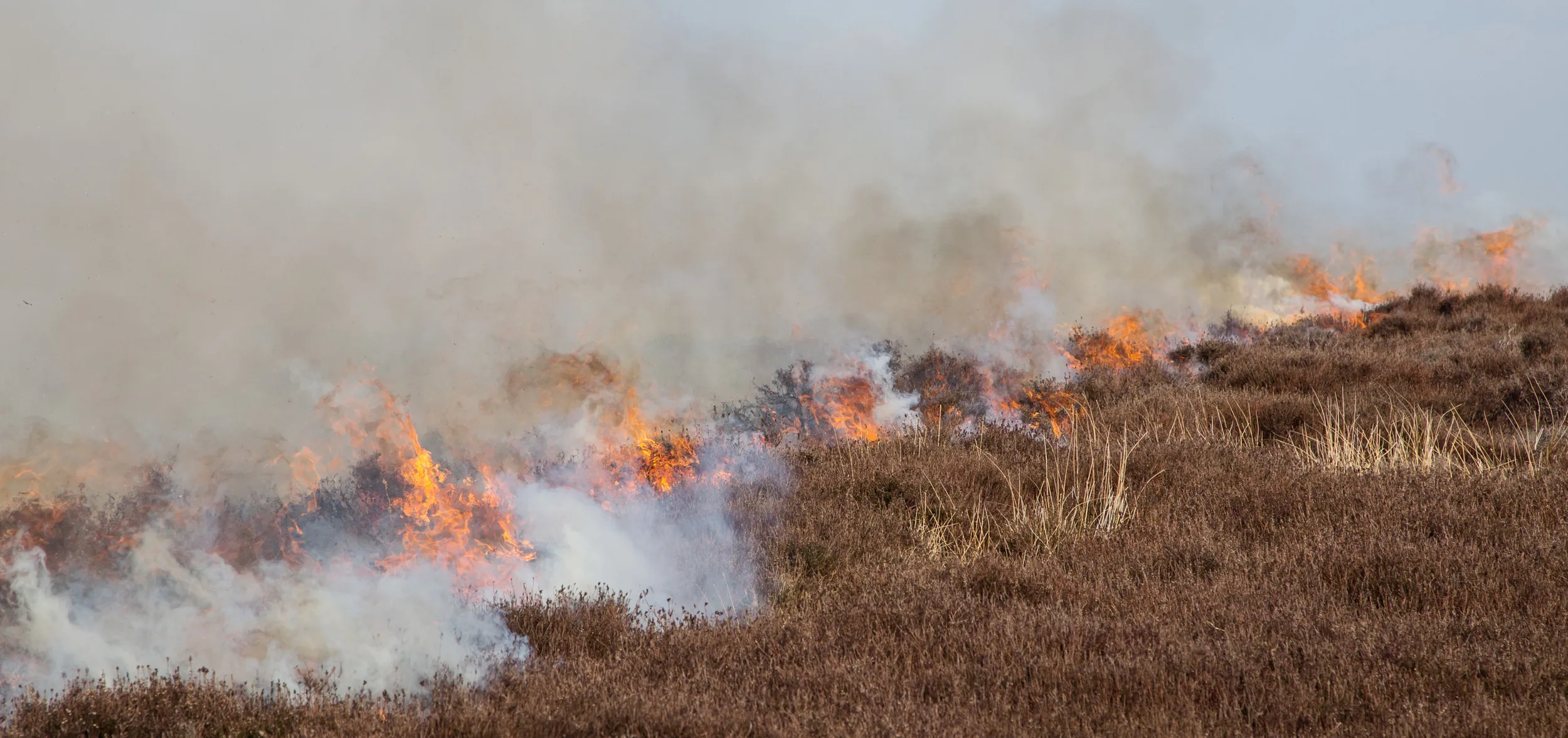 Heather burning on the North York Moors as part of grouse moor management. New shoots will grow from the burnt heather to feed next year's young game birds.