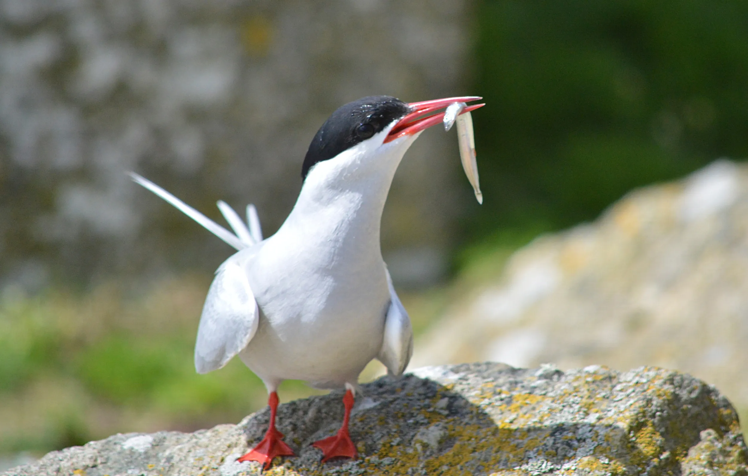 An Arctic Tern with a sandeel in its beak. 