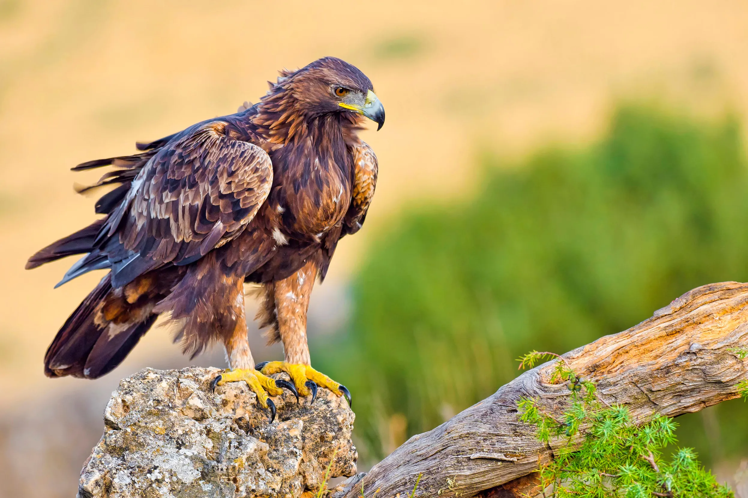A lone Golden Eagle perched on a rock.