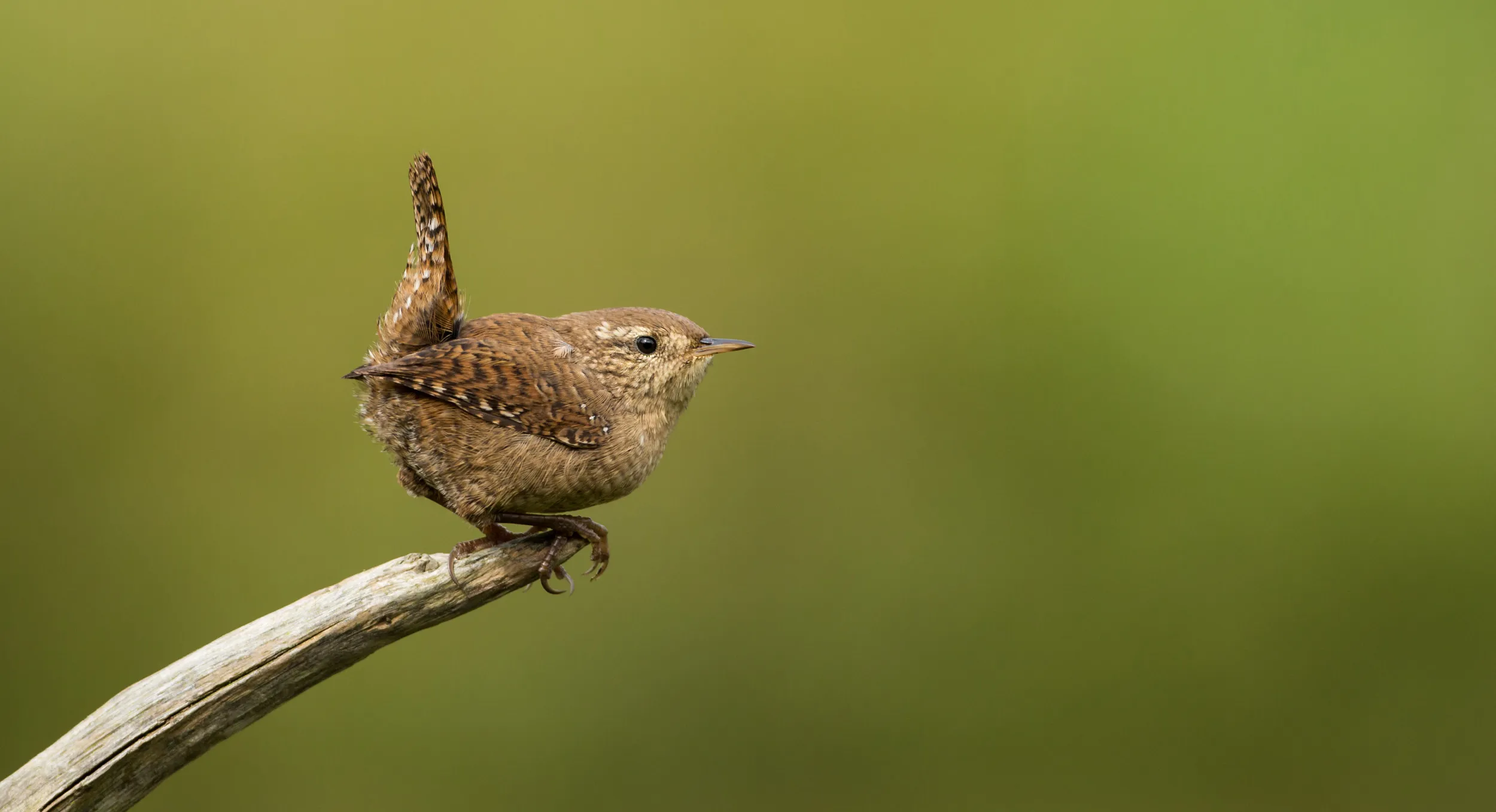A Wren perched on the very end of a twig, looking to fly off.