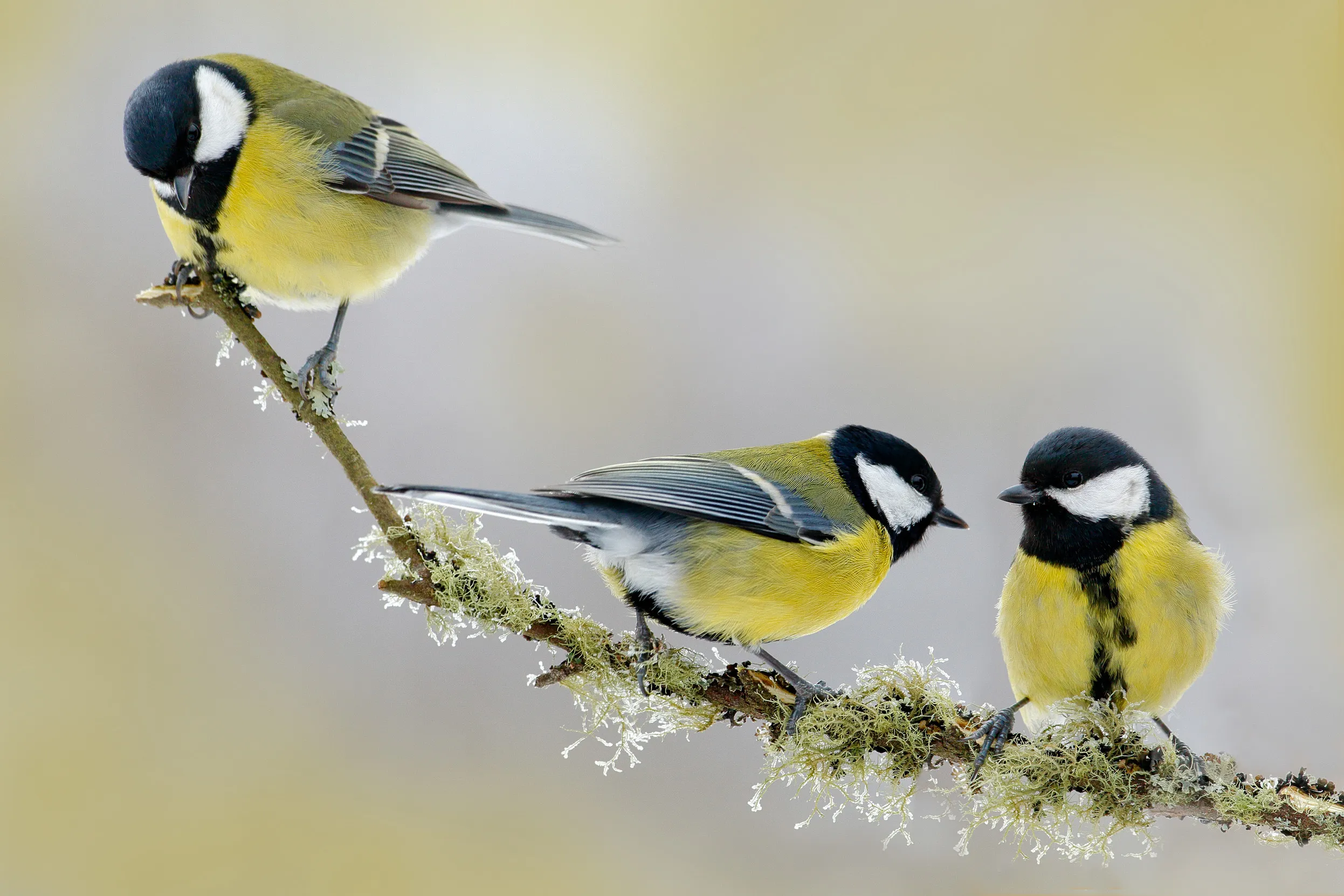 A group of three Great Tits perched on a lichen covered branch.