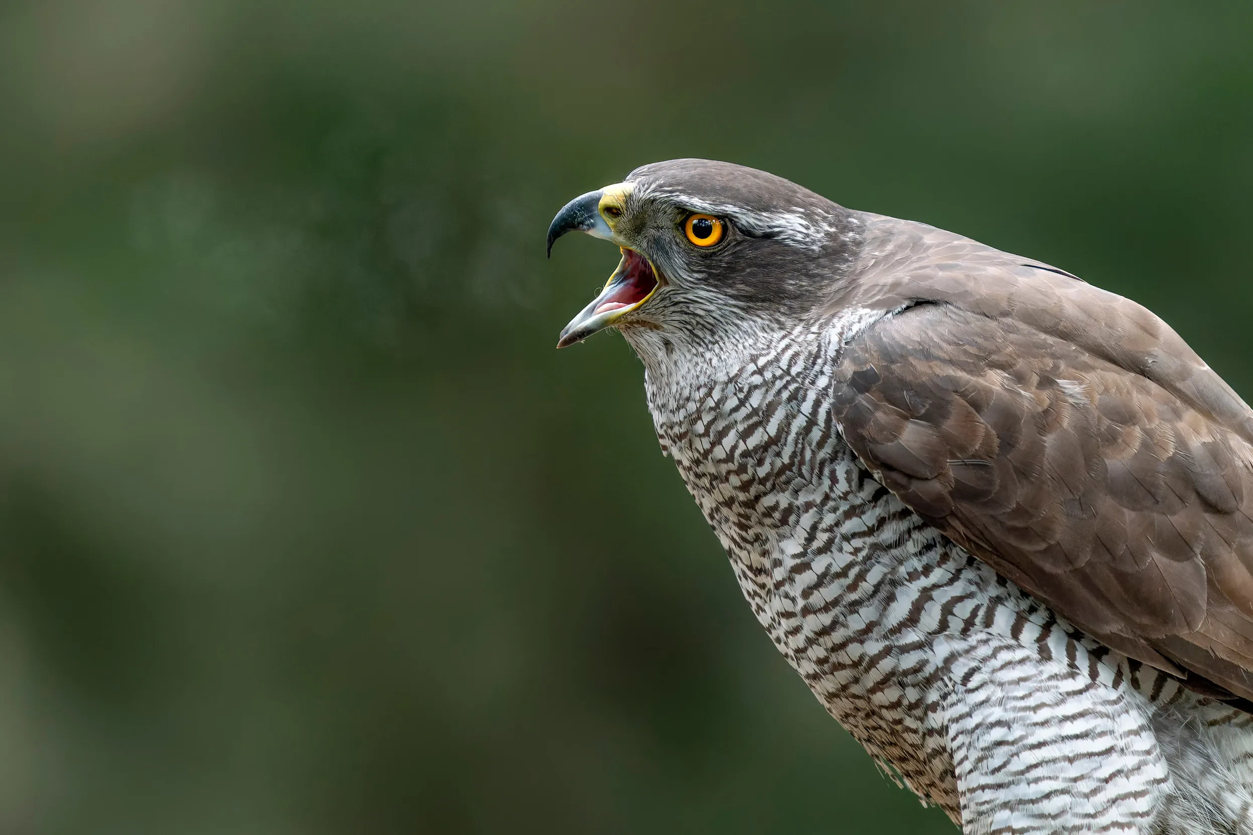 A close up view of a screaming Goshawk in a sea of forest. 