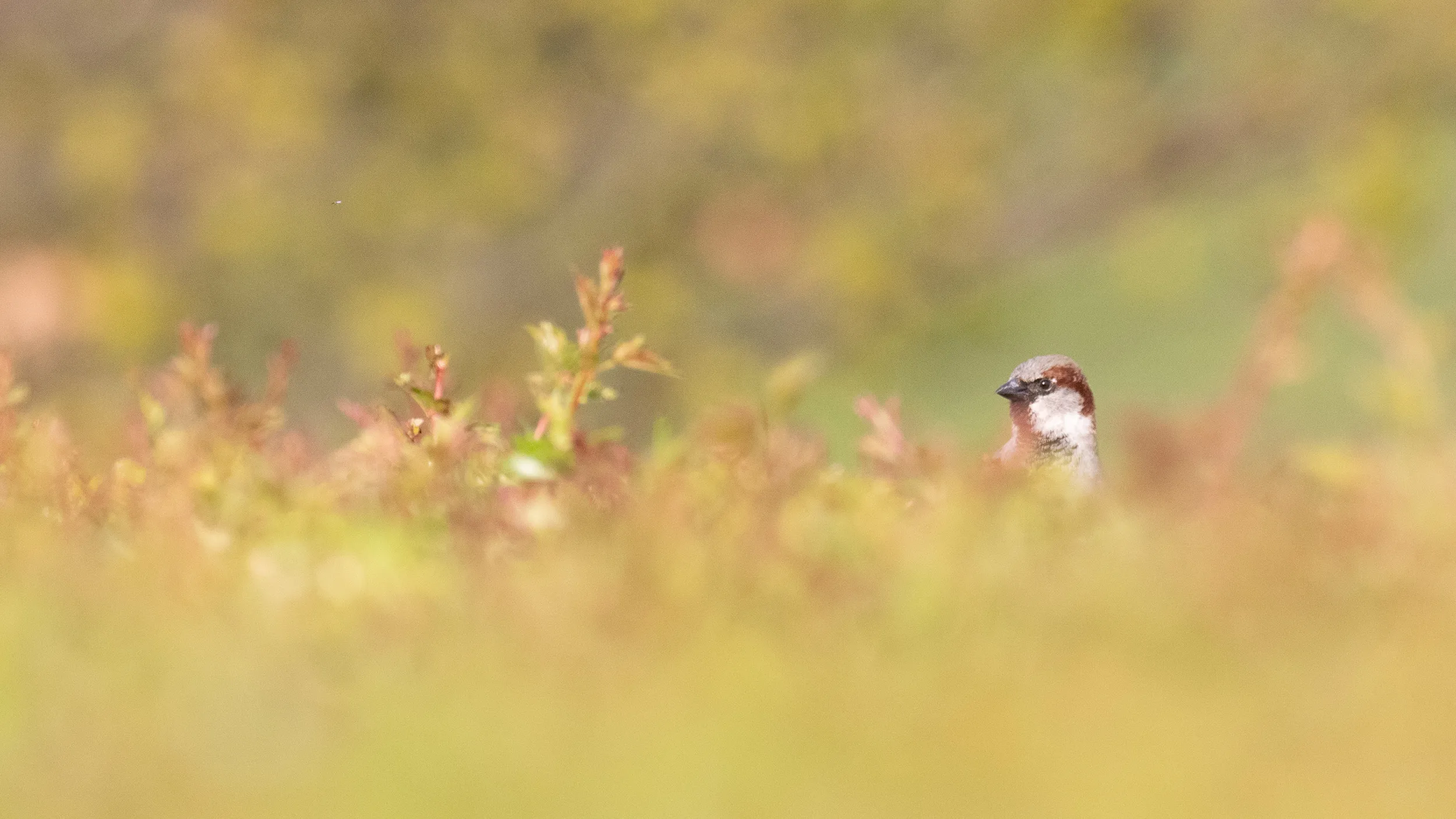 A lone male House Sparrow hidden within grass.