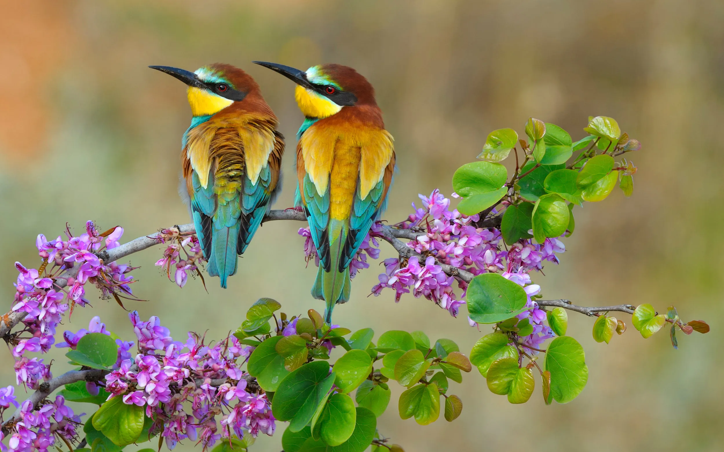 A pair of Bee-eaters perched on a branch surrounded by purple flowers.