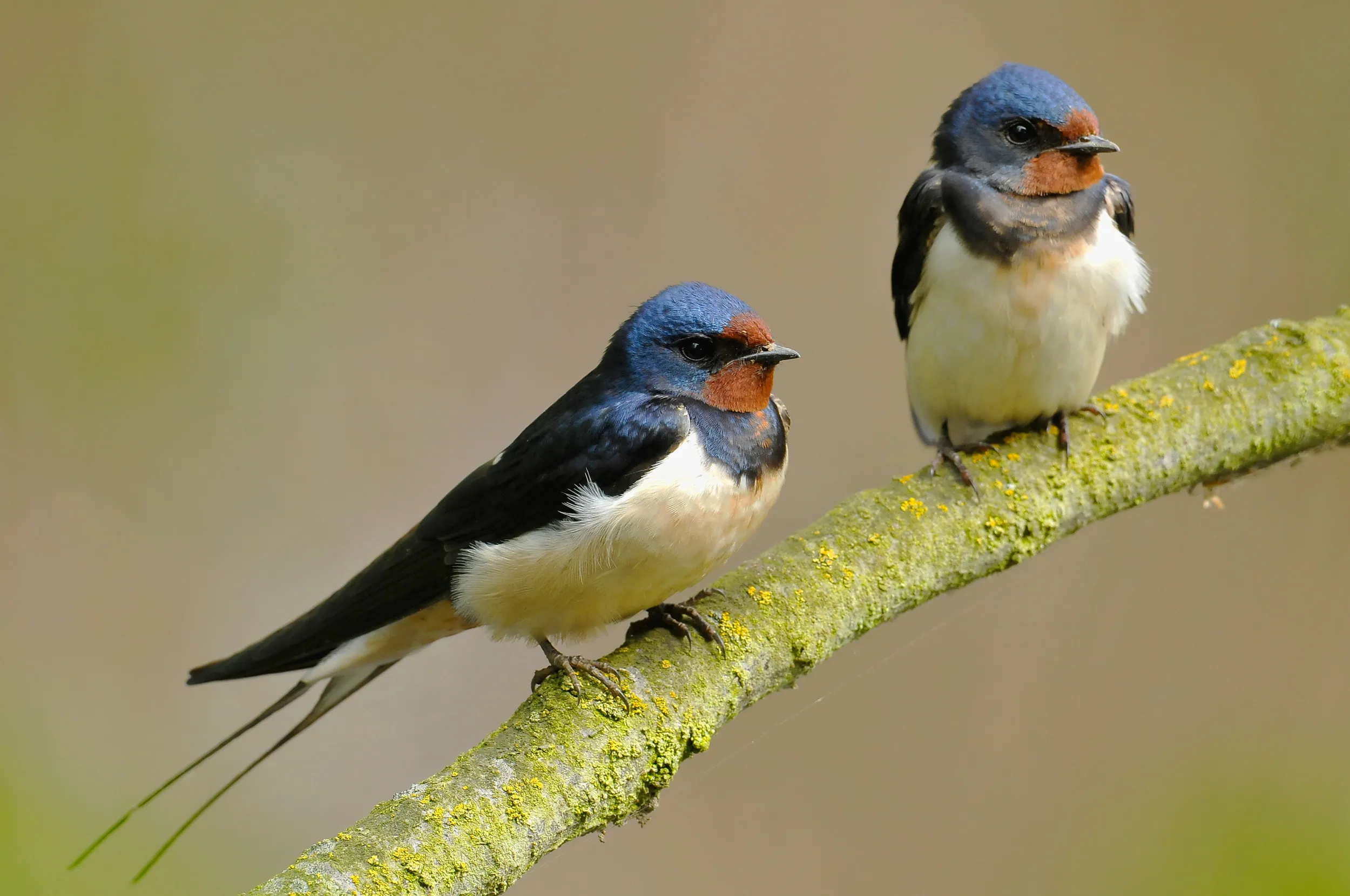 A pair of Swallows perched on a lichen covered branch.