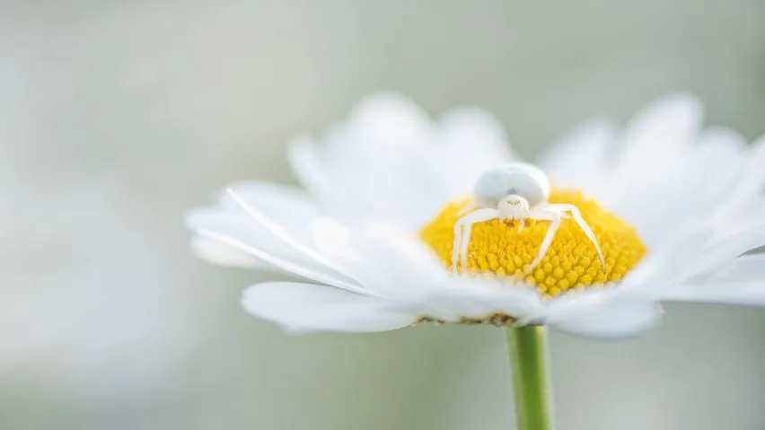 A white Flower Crab Spider sitting on a Ox-eye daisy
