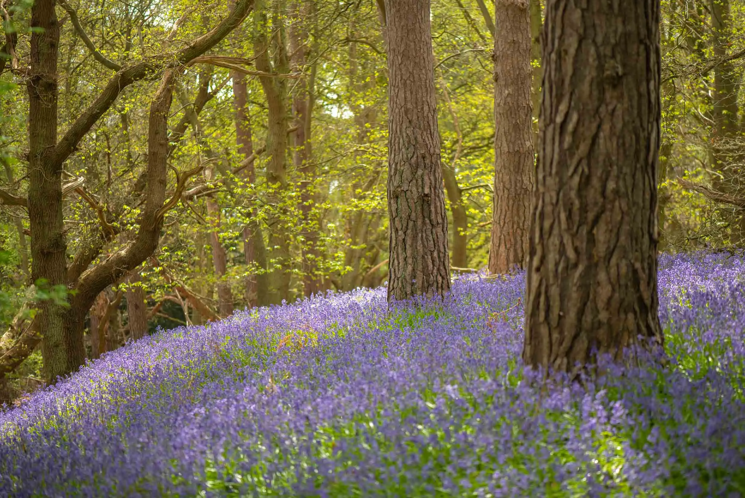 Purple flowering Bluebells cover the woodland floor of The Lodge.
