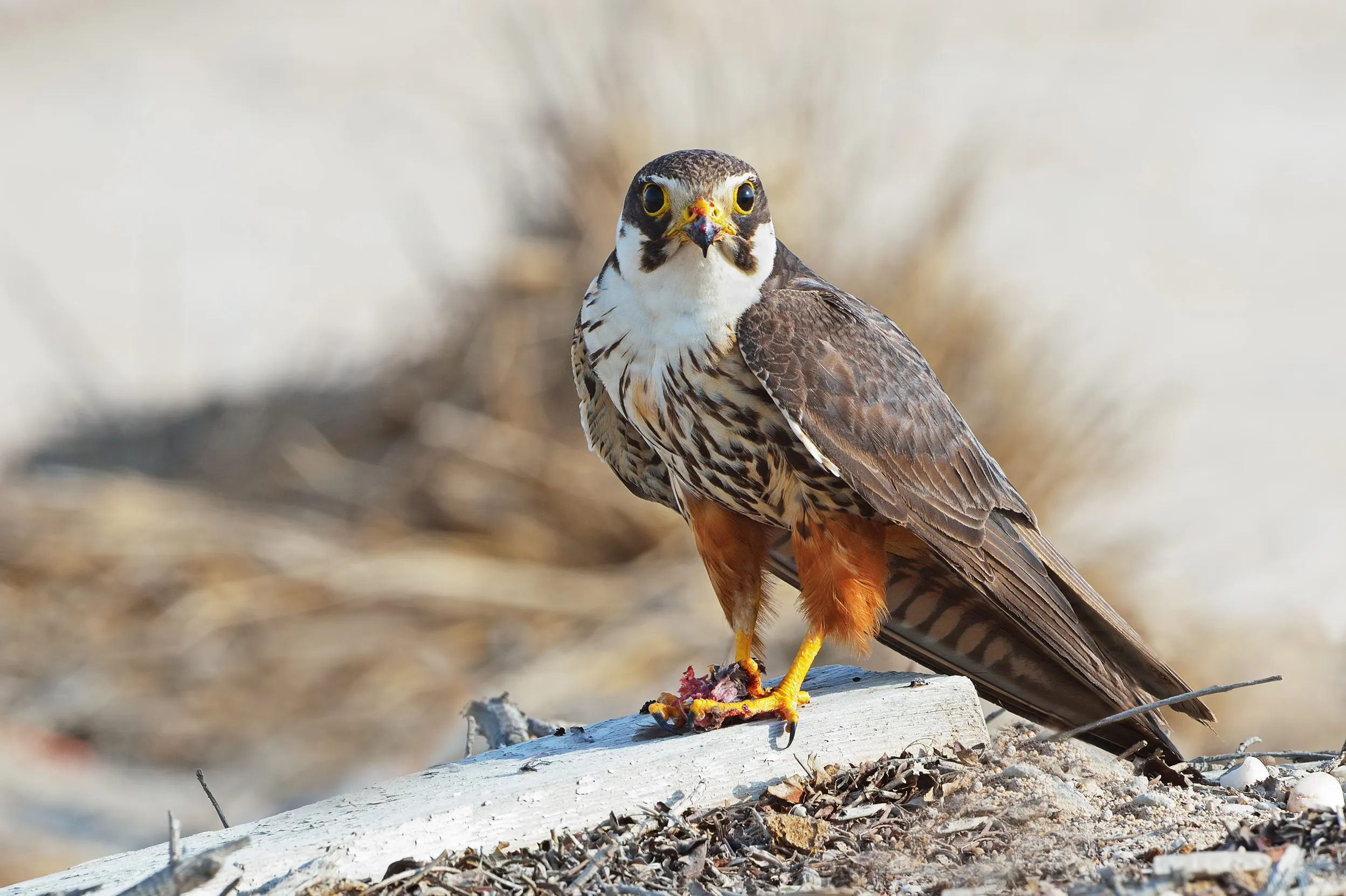 Eurasian Hobby stood on the ground.