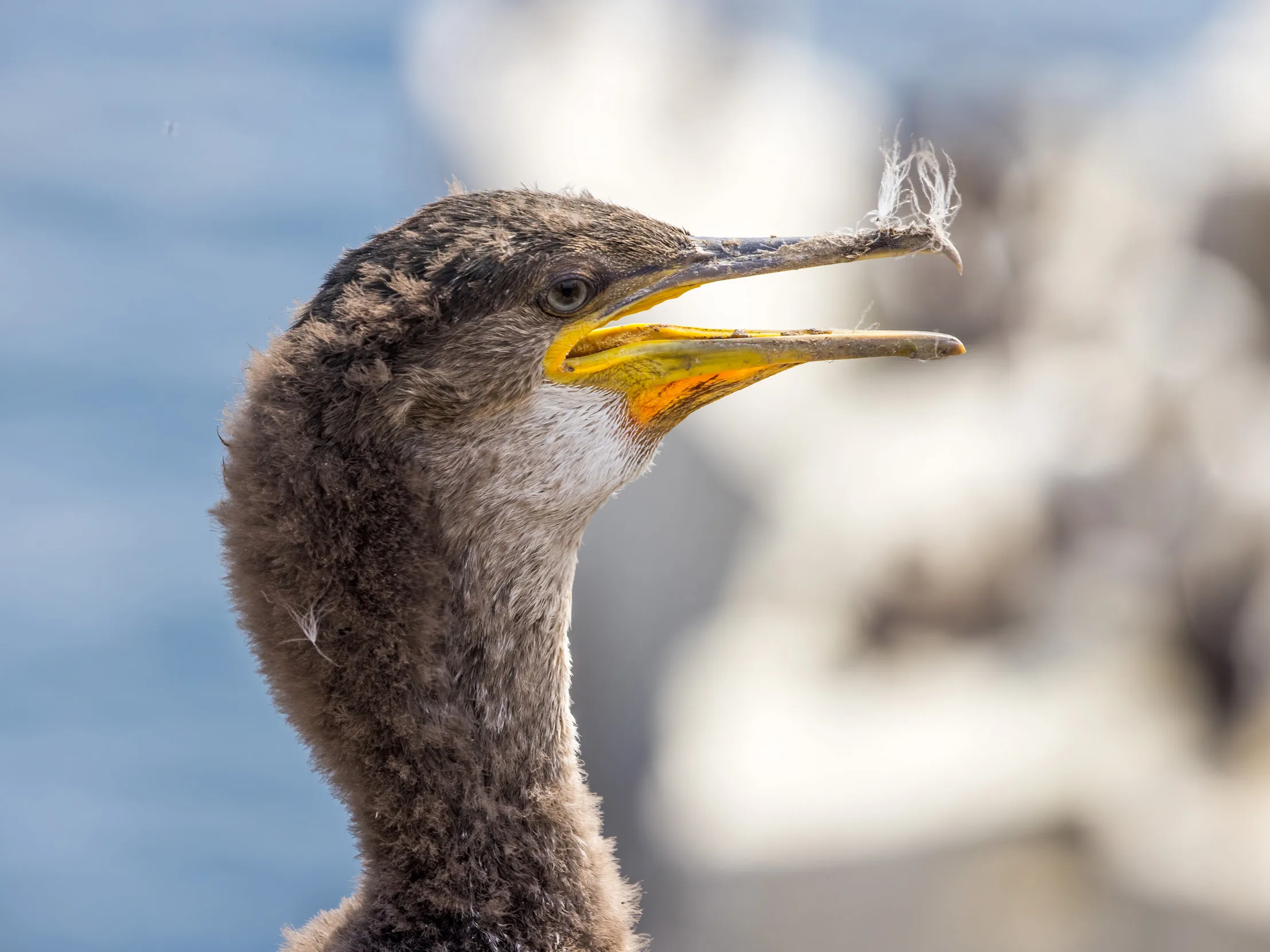 Close up view of a juvenile Shag with their beak open.