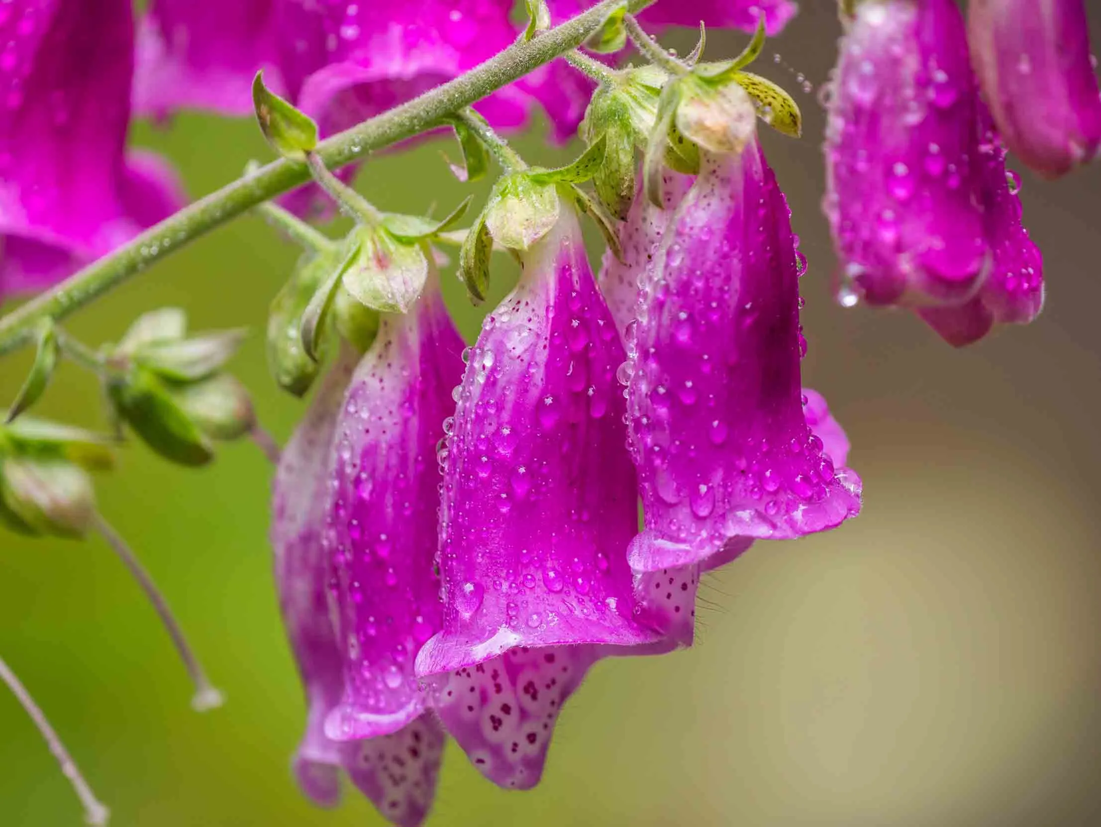 A close up of flowering purple Foxglove covered in raindrops.
