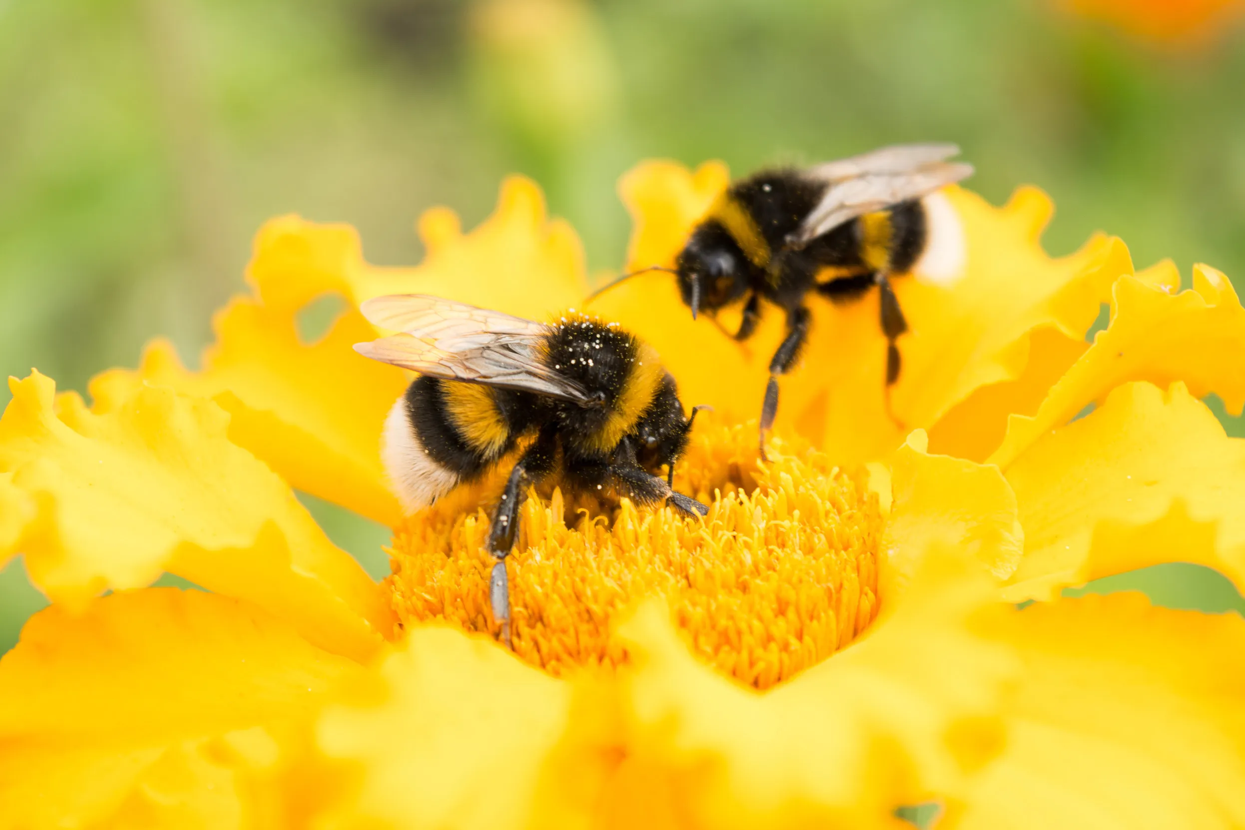 Two Bumblebees feeding off of nectar in the centre of a flat, bright yellow flower
