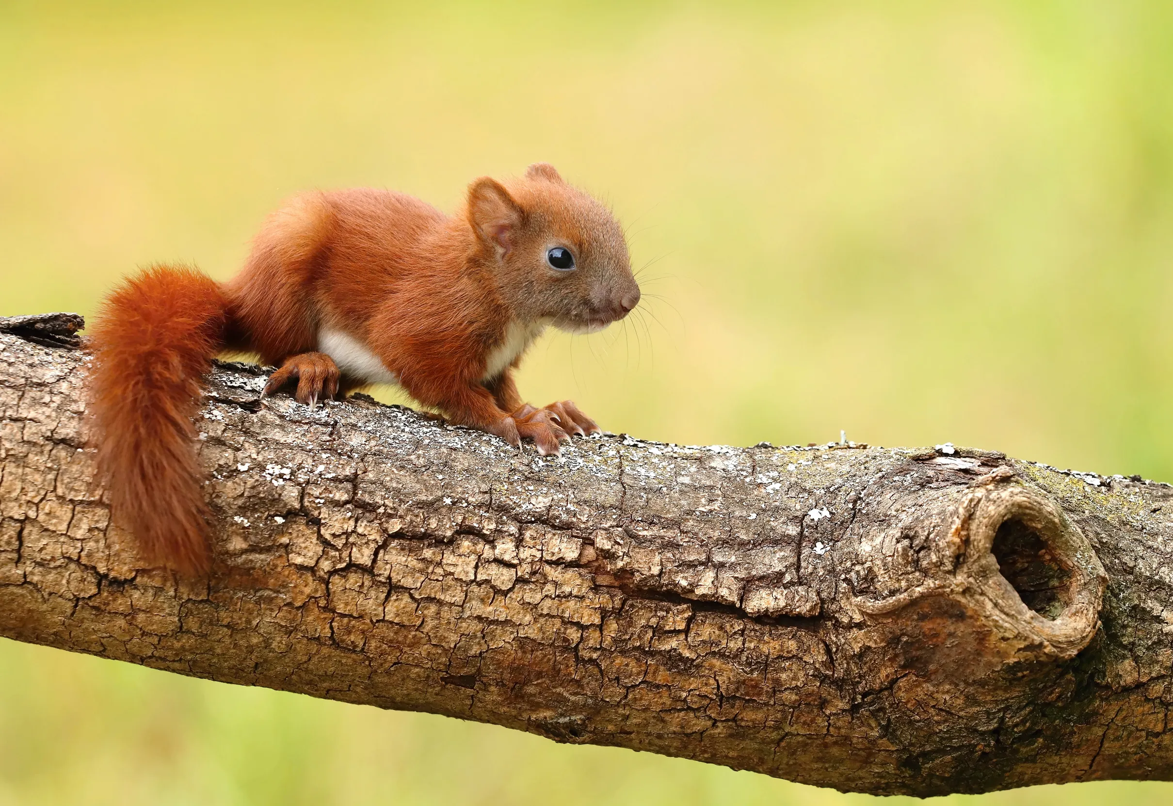 A lone baby Red Squirrel scurries along a log.