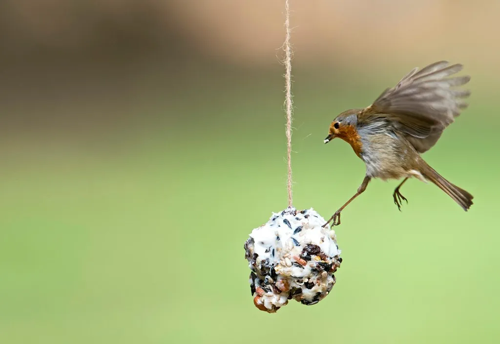A lone Robin flying just above a rugged ball of suet and bird seed, hanging on a piece of twine.