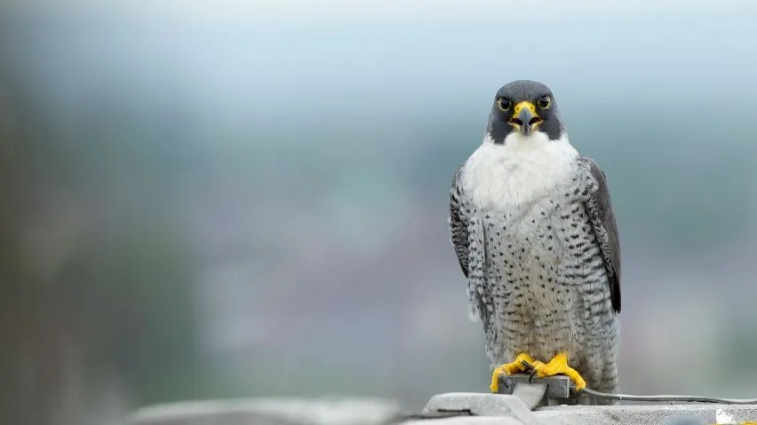 A Peregrine Falcon sits atop a wall.