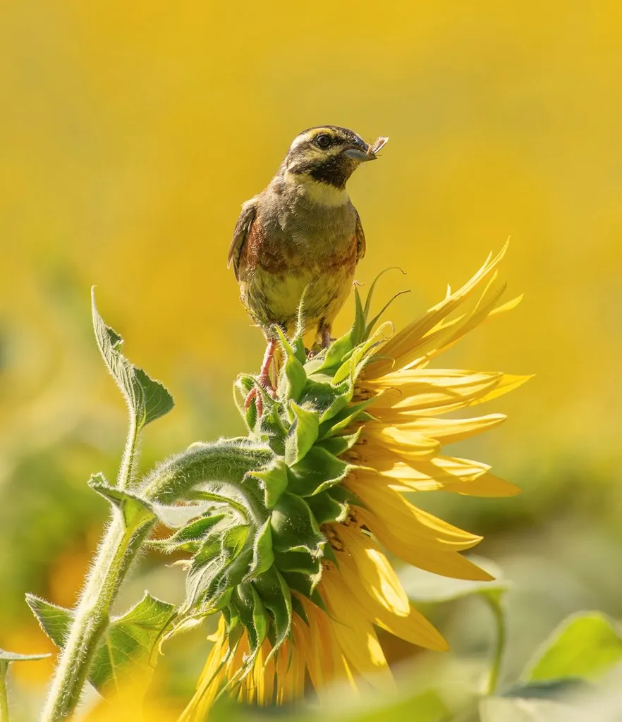 A Cirl Bunting with an insect in its beak, perched on the top of a large, yellow sunflower head.
