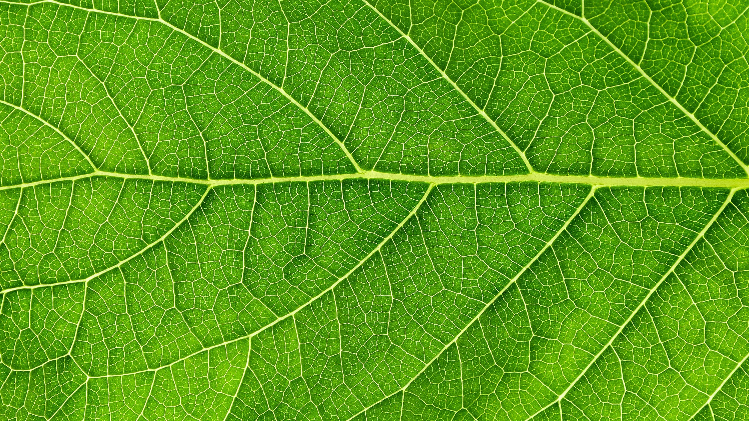 A close up of a bright green leaf, focusing on the patterns.