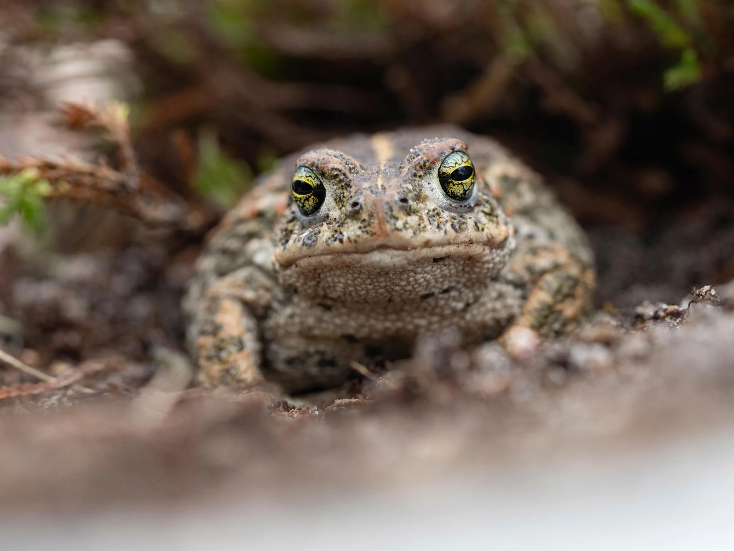 A Natterjack toad looking direct to camera. 