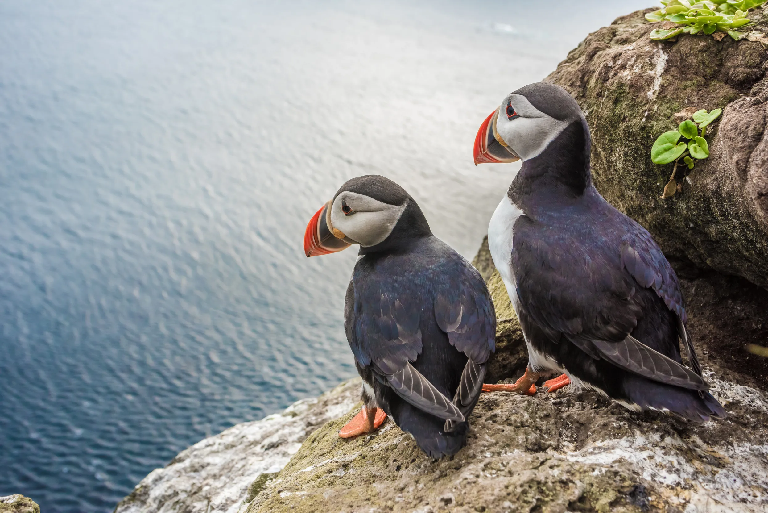 Two Puffins stood on a cliff edge looking over the sea.