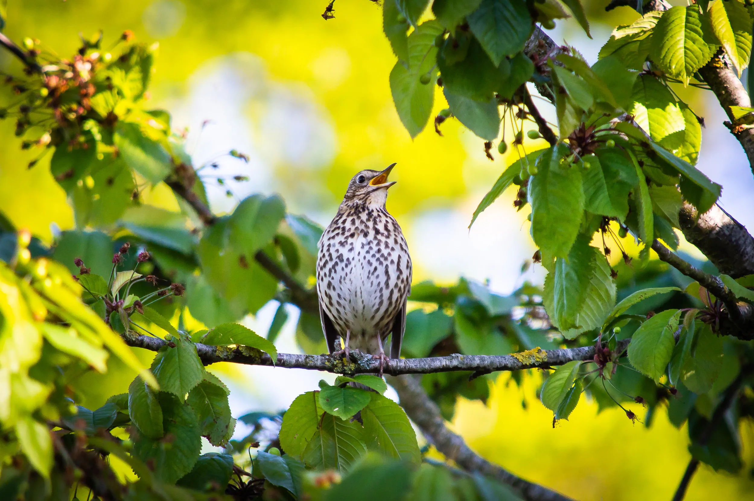 A Song Thrush perched in a branch between colourful leaves singing. 