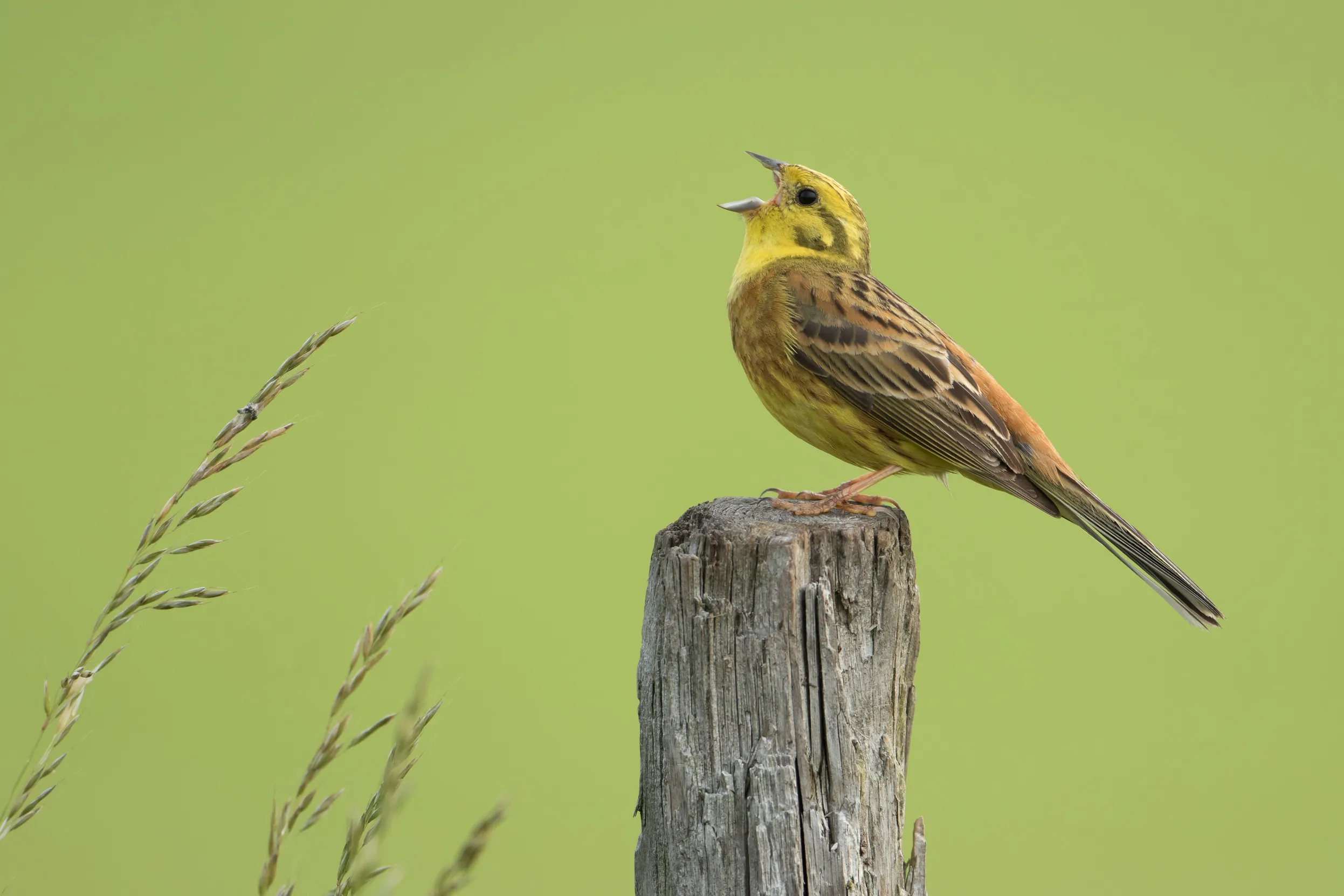 A male Yellowhammer perched on a fence post.