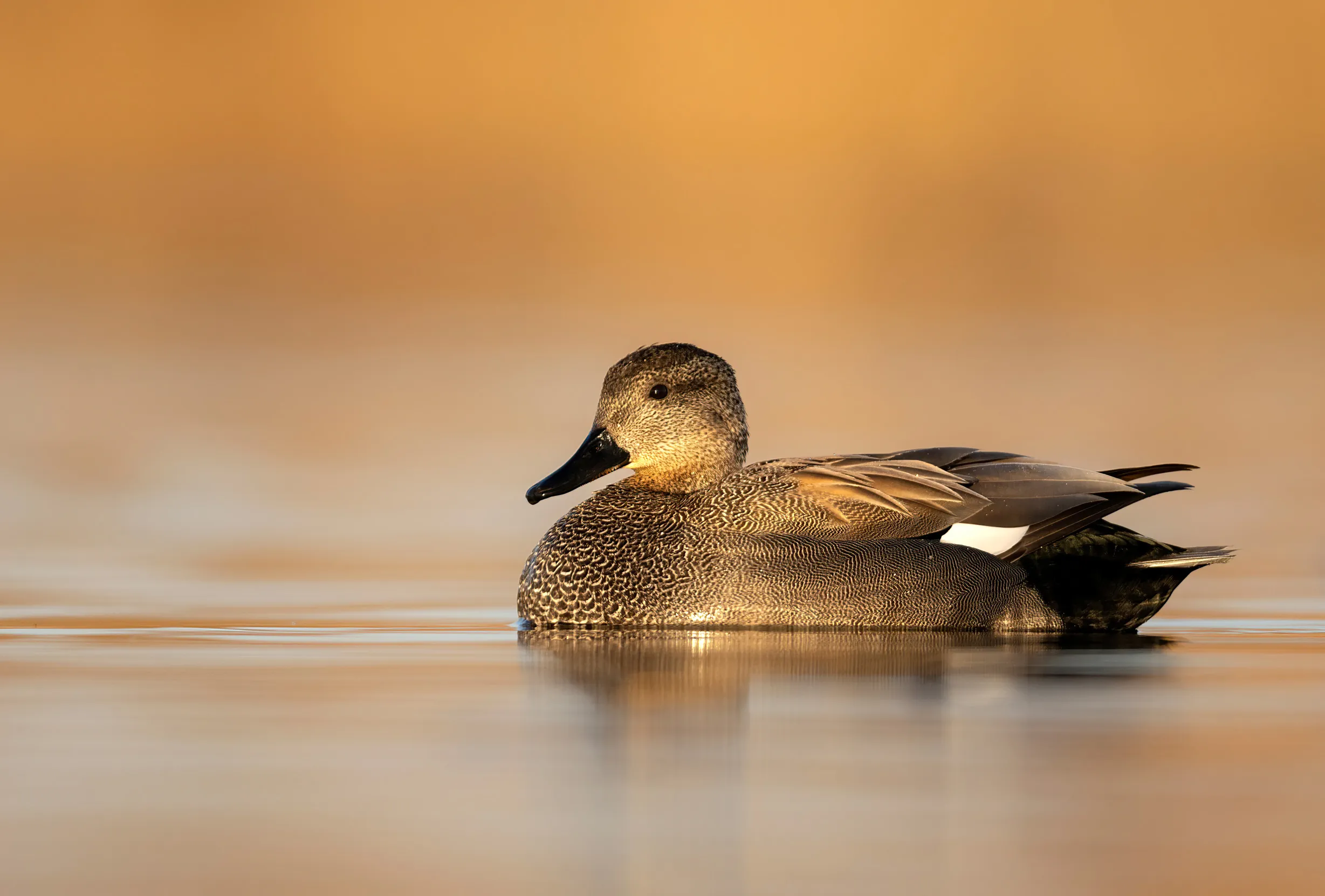A close-up of a male Gadwall sat on water at sunset.