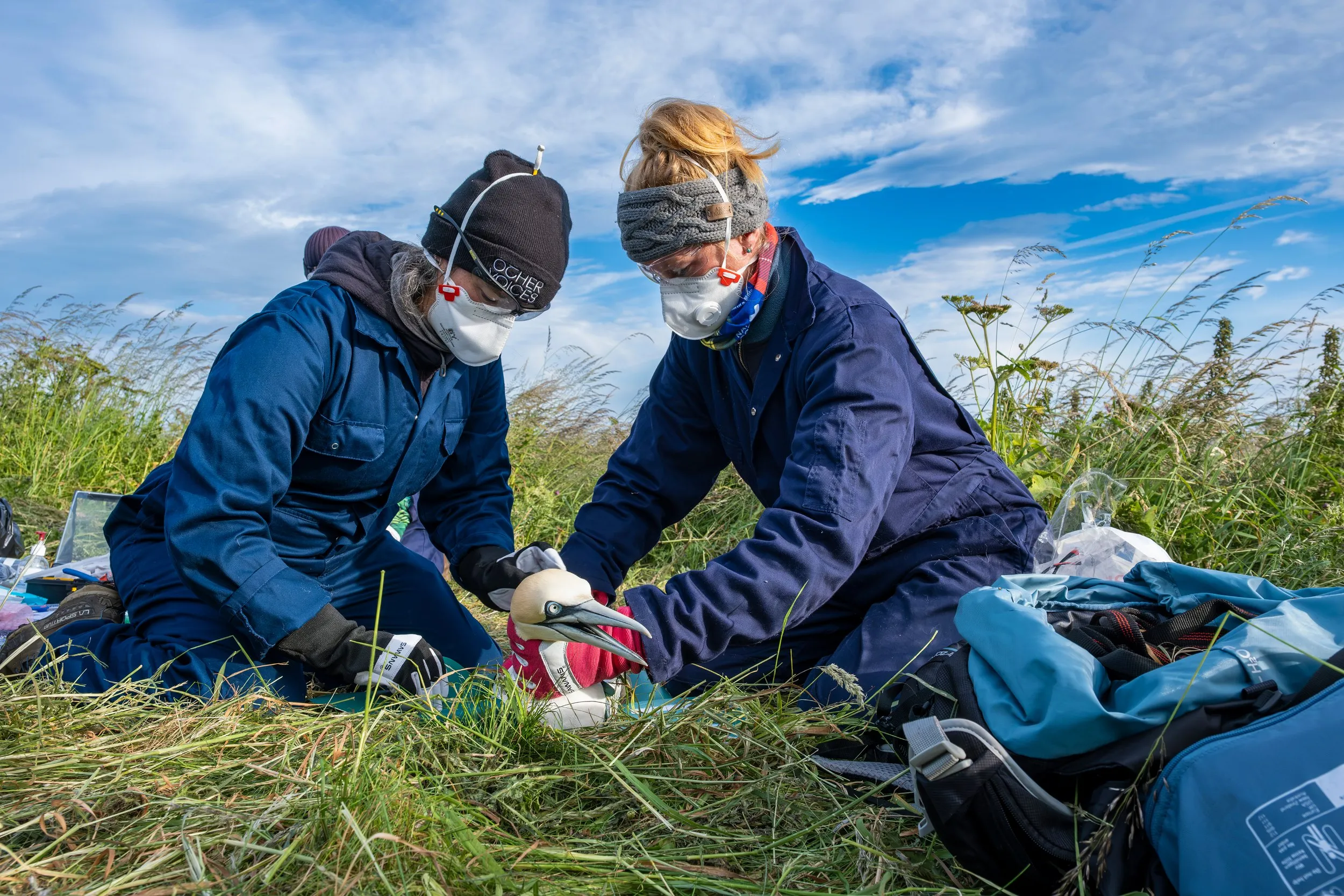 Licenced RSPB staff carefully tag a Gannet to help with species monitoring. 