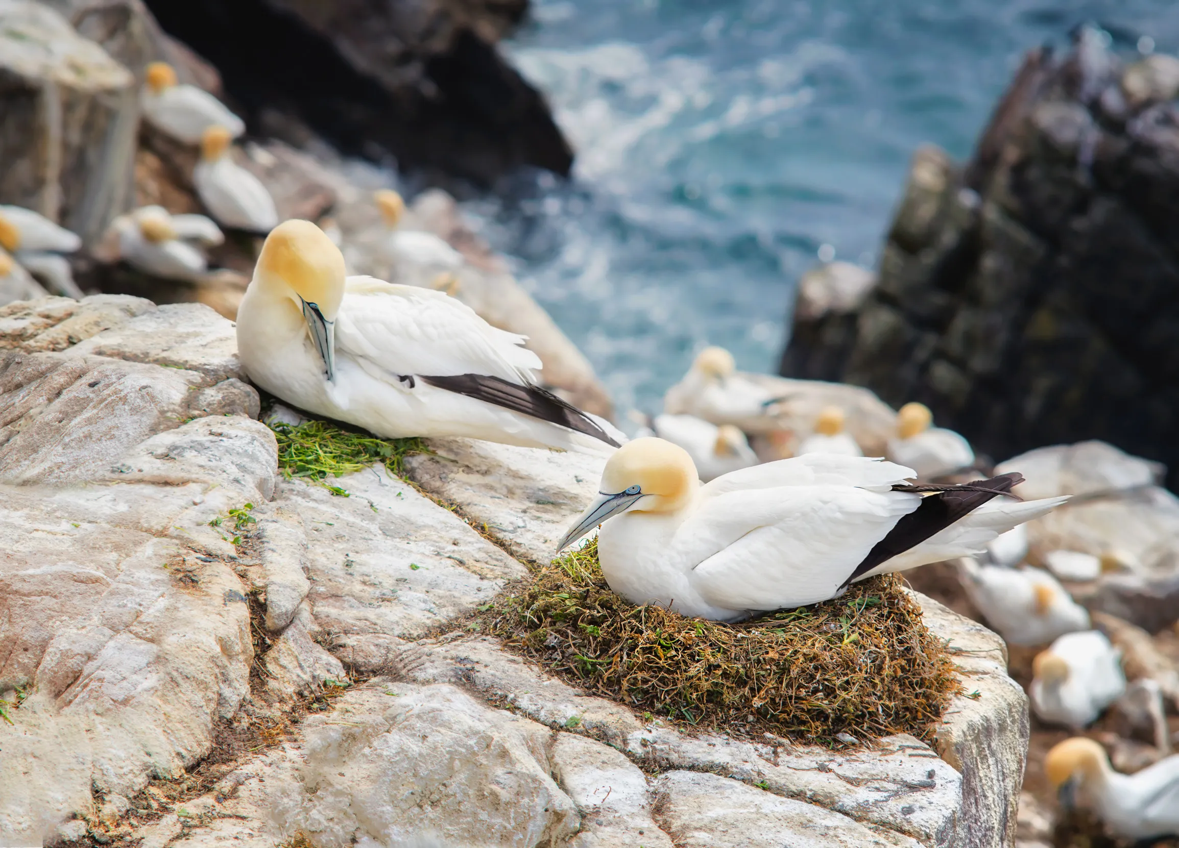 Gannets on a nest at the edge of a cliff.