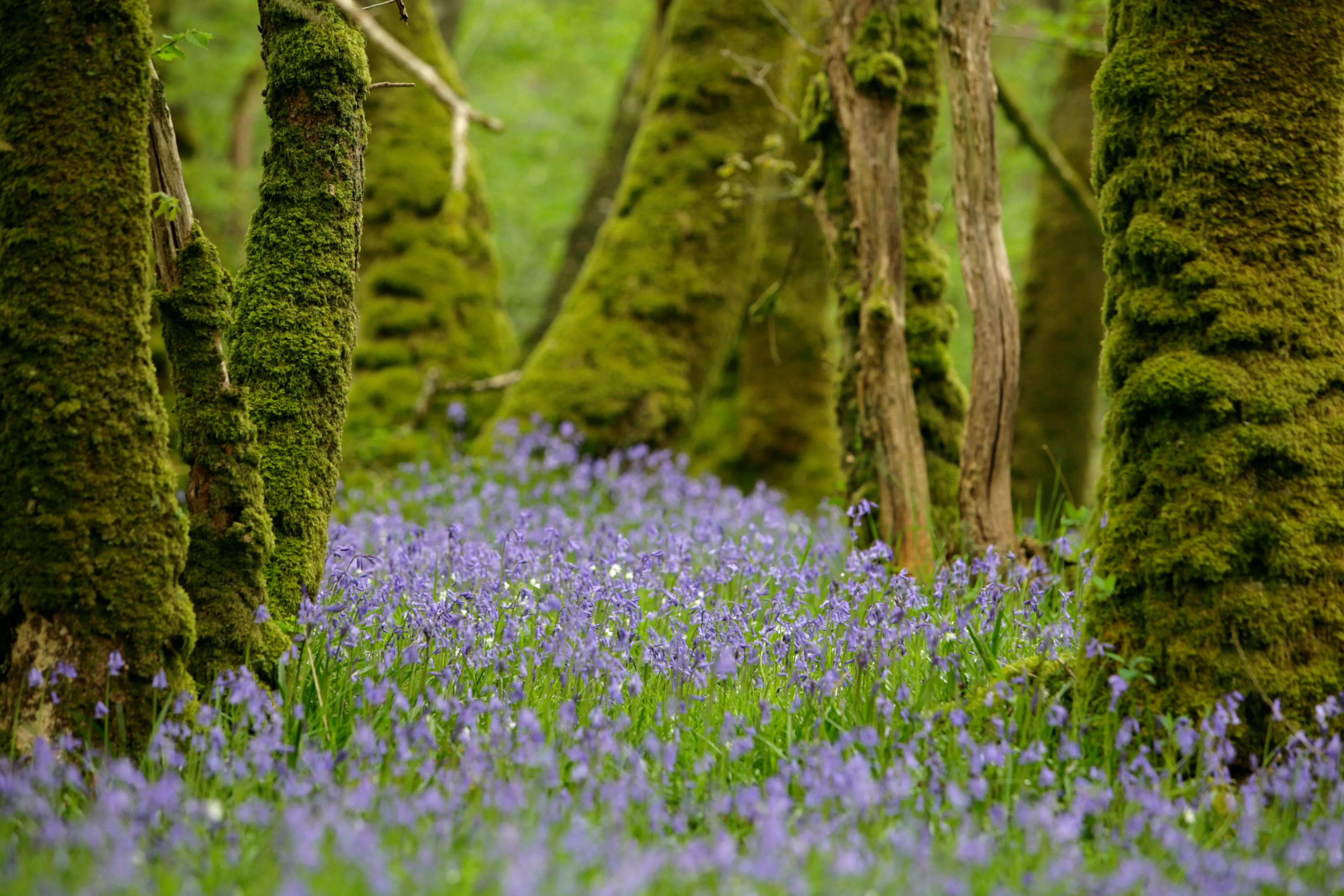 A sea of bluebells on the woodland floor, framed by a series of mossy tree trunks 