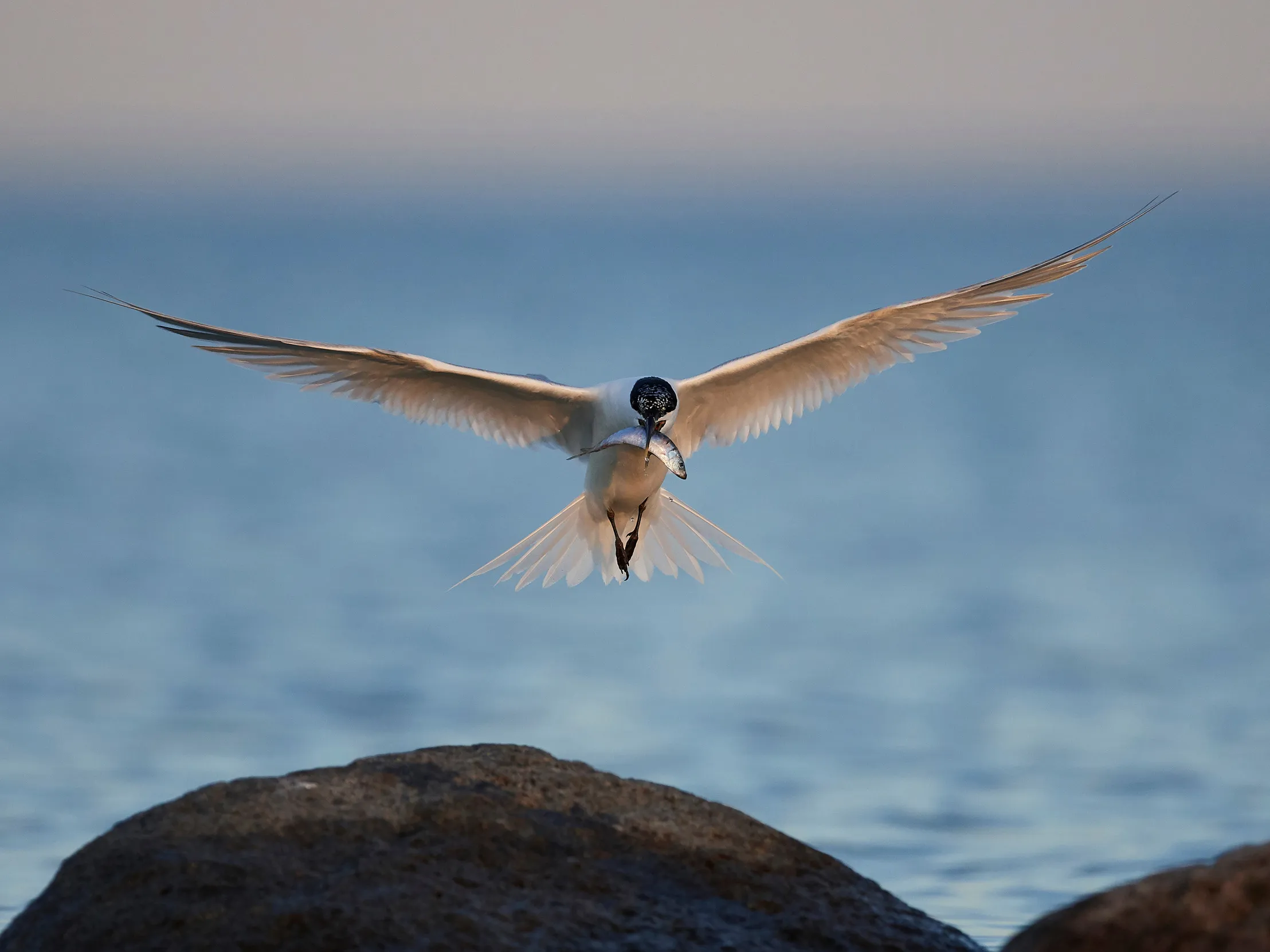 Sandwich Tern with summer plumage, in low flight over the coast, with a small fish in its beak