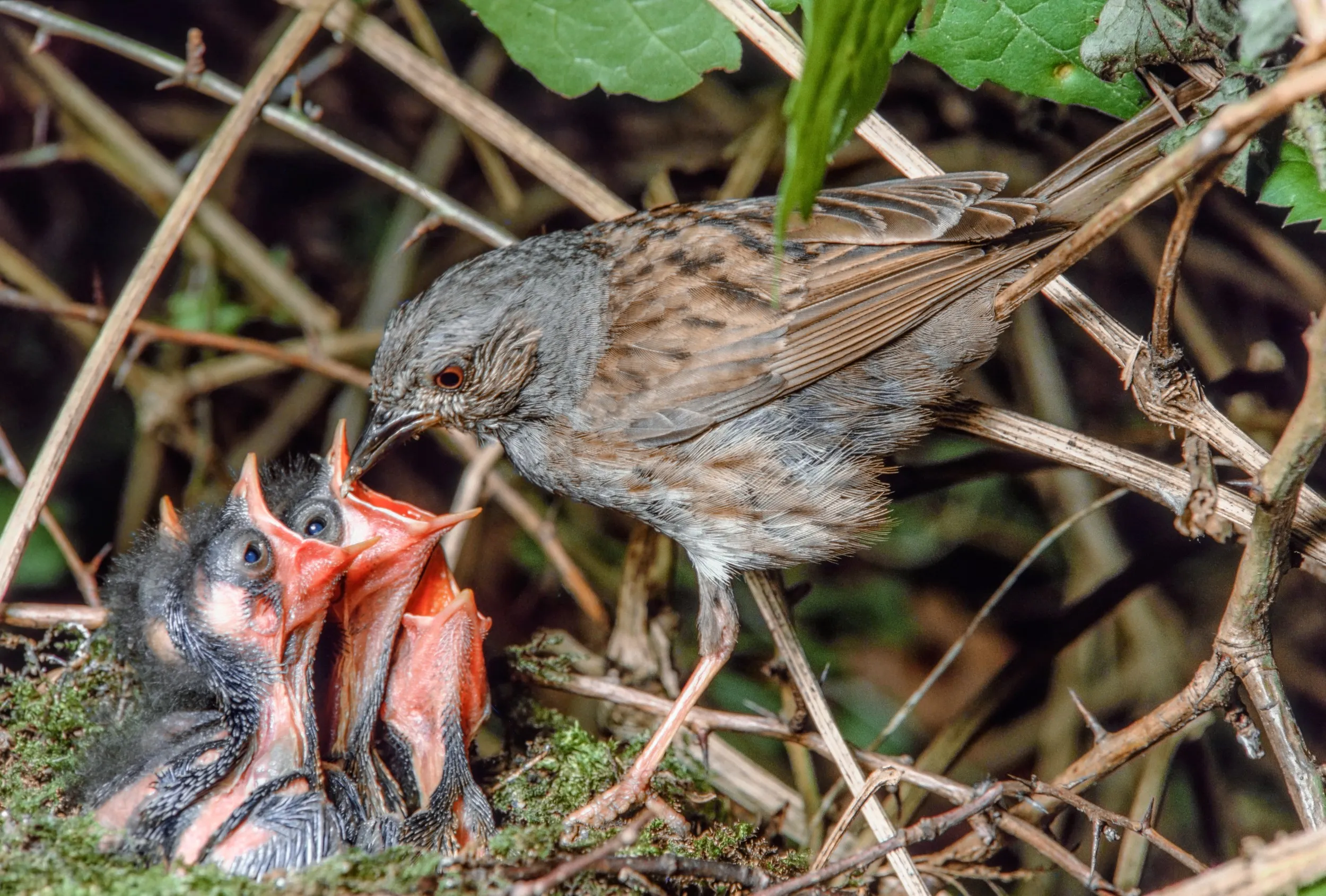 A Dunnock on its nest feeding hungry chicks. 