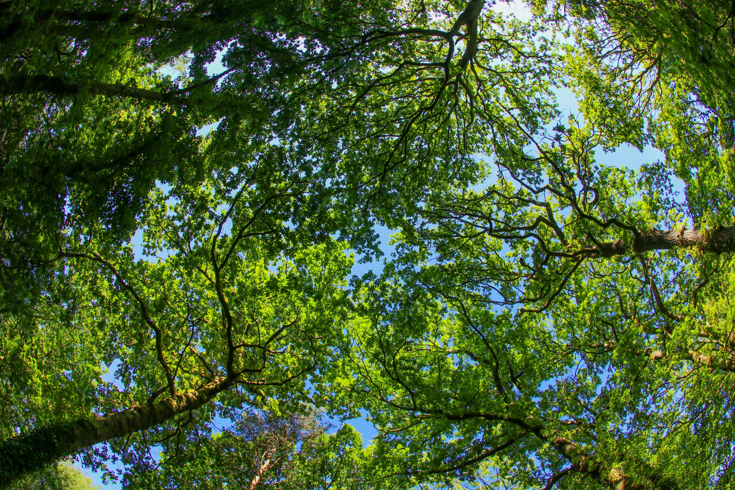 The view of an ancient woodland looking upwards towards the leafy green tree tops.