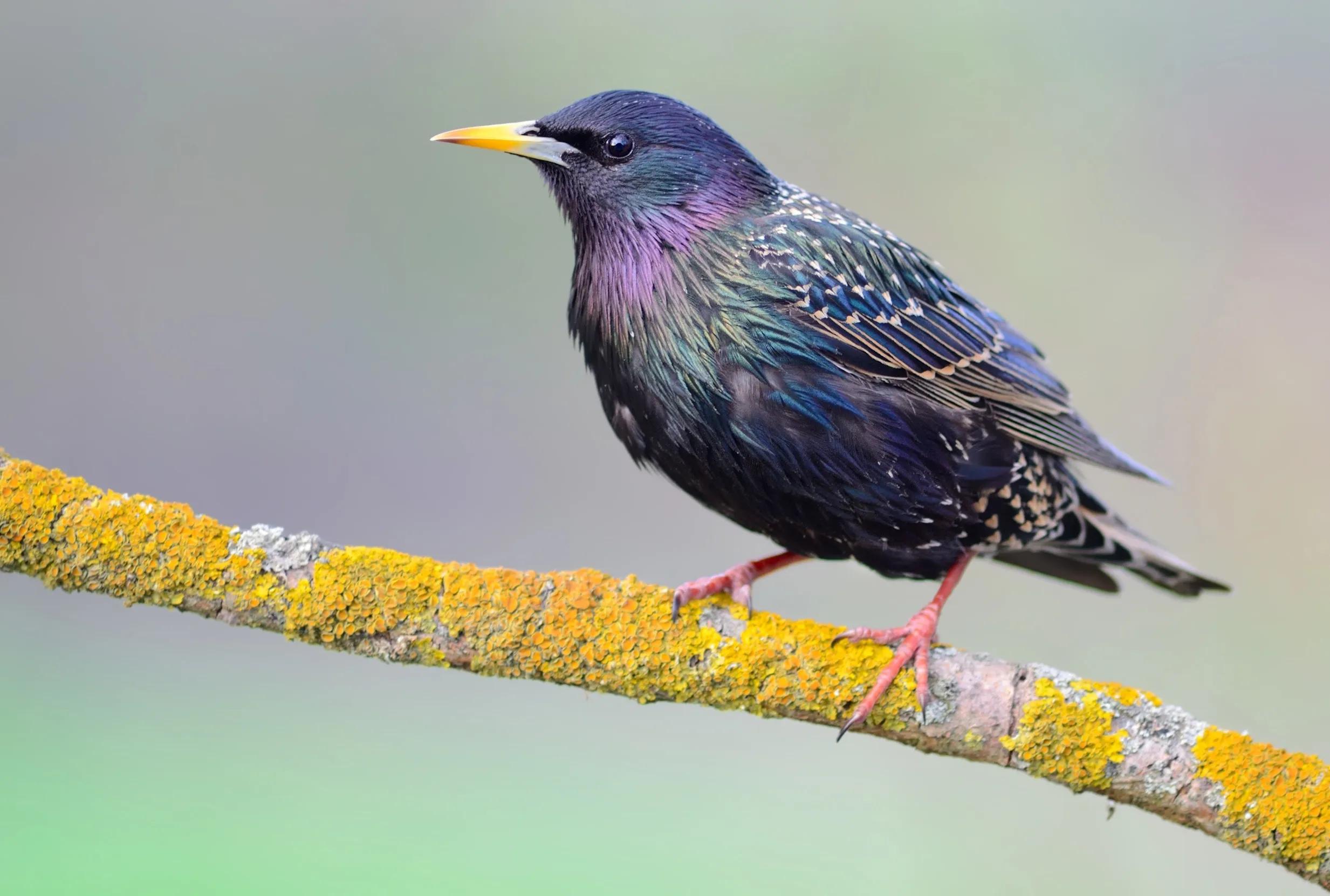 A lone Starling perched on a lichen covered branch. 