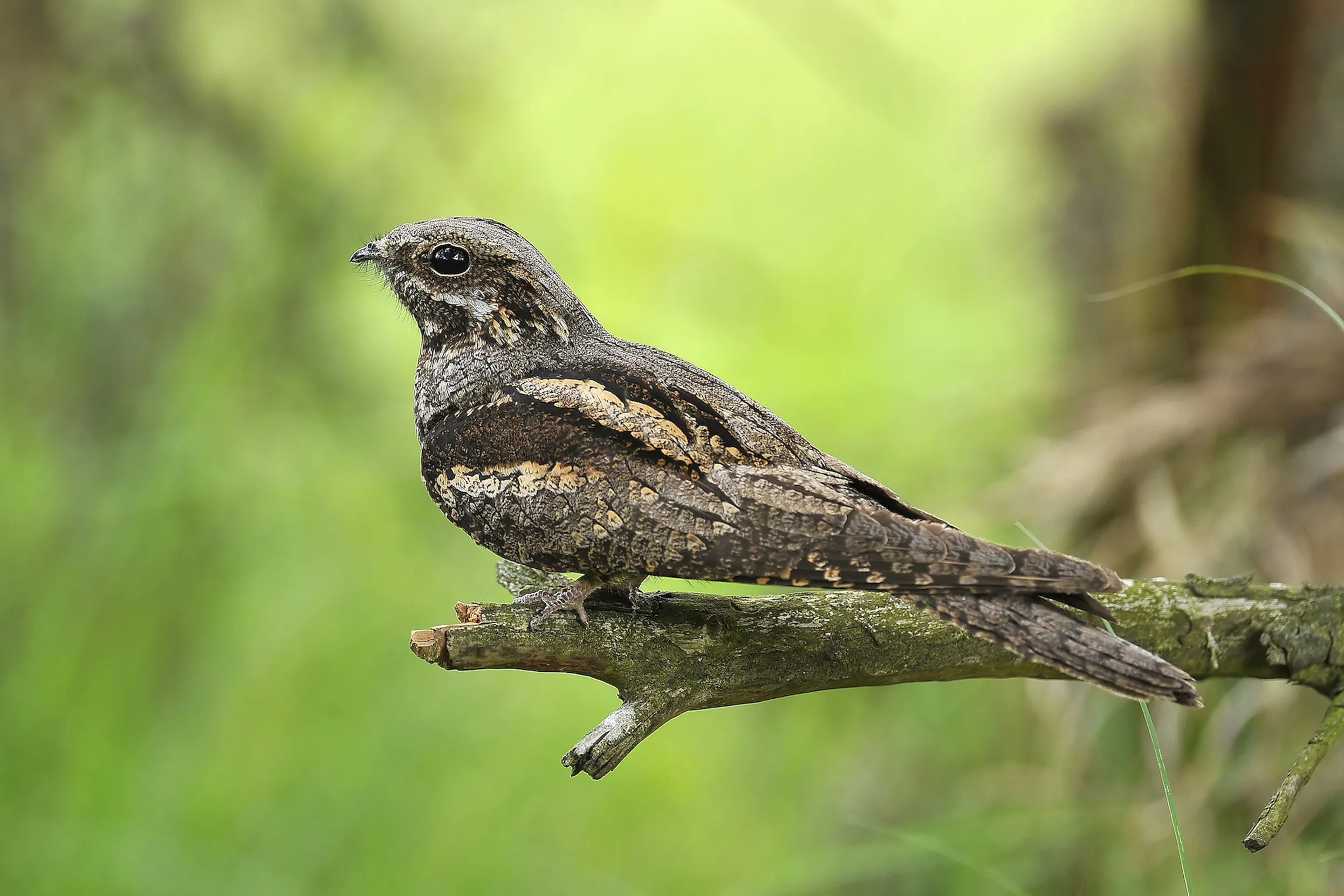 A lone Nightjar perched on a branch.