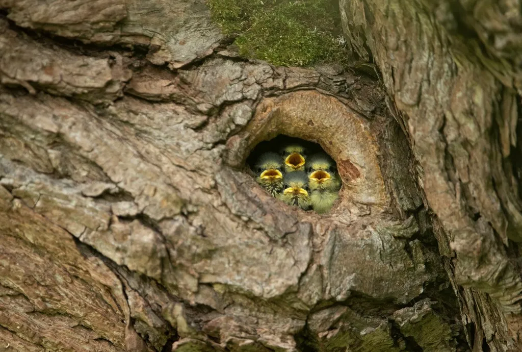 Four hungry Blue Tit chicks await to be fed, peeking out of their nest which is inside a hole in a tree.