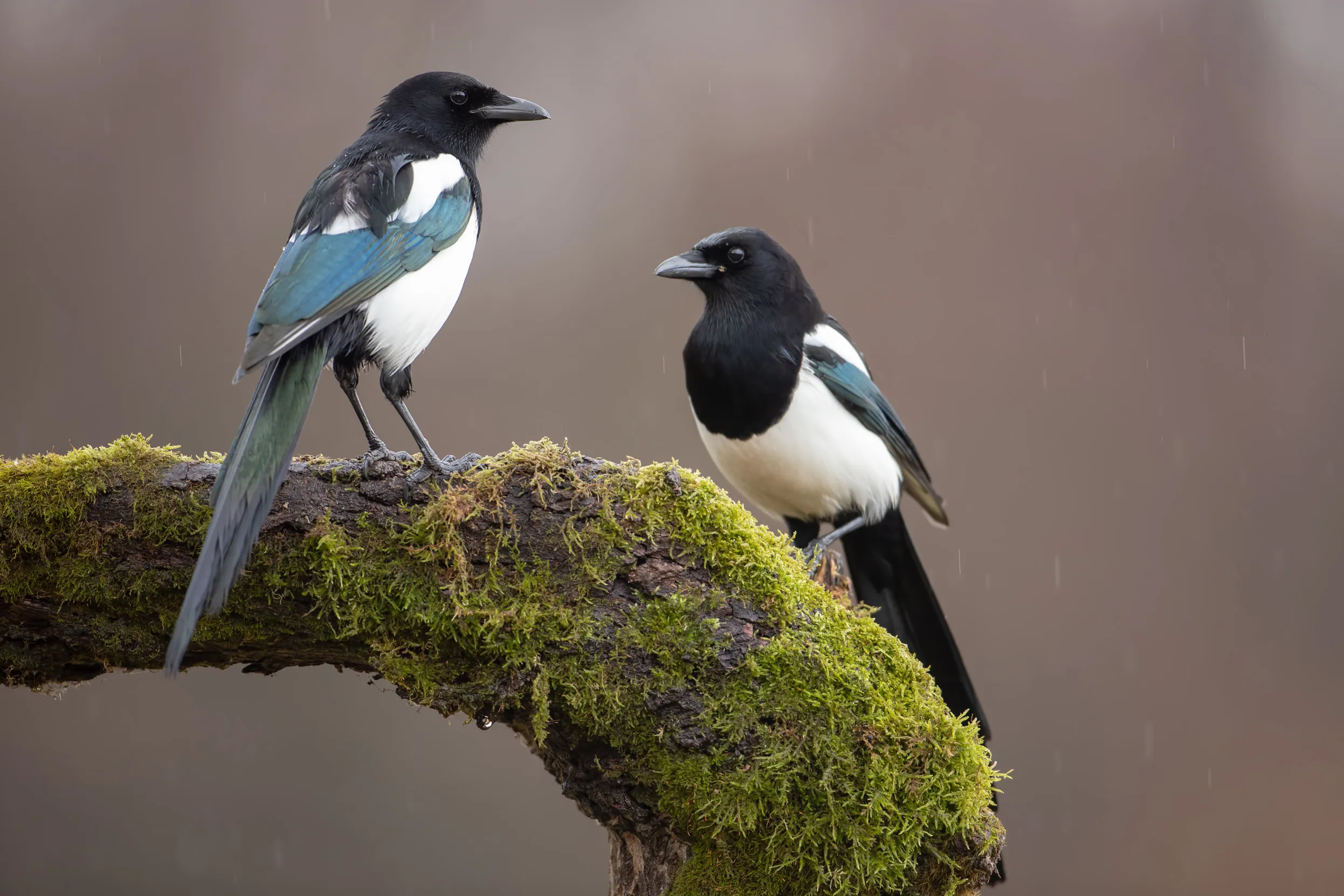 A pair of Magpies perched on a moss covered log in the rain.
