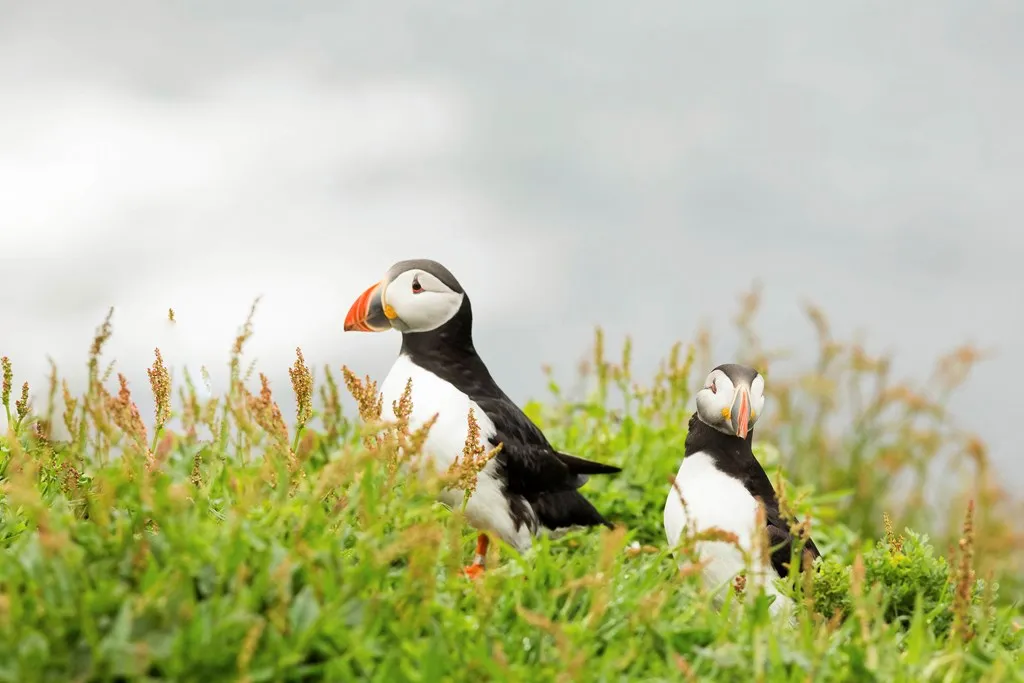 A pair of Puffins in a nesting colony.