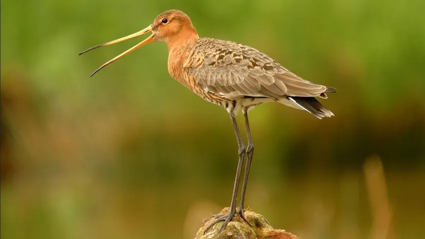 An adult Black-tailed Godwit stood on a rock with its beak open.