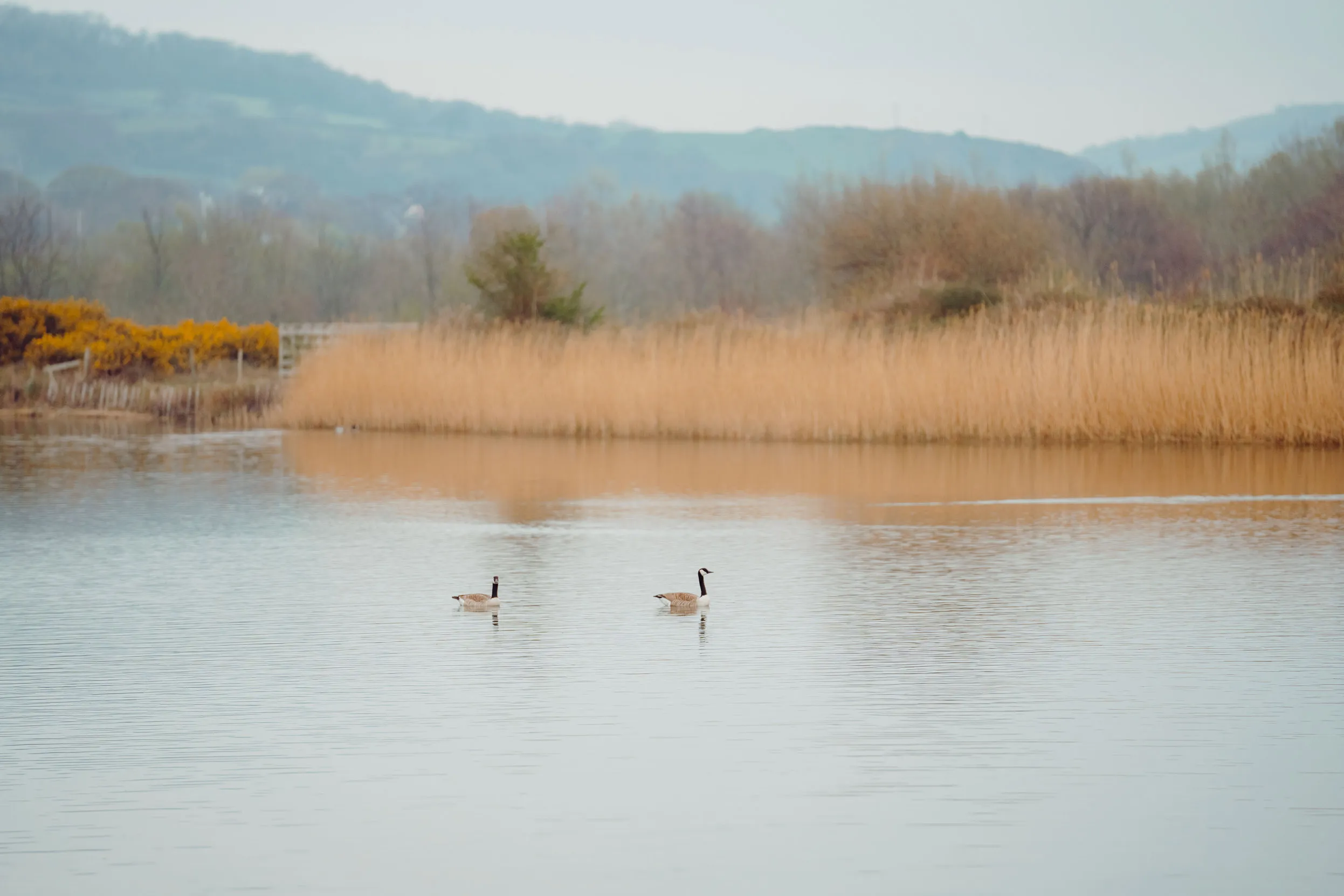 Two Canada Geese floating on a lake, lined with reed beds.